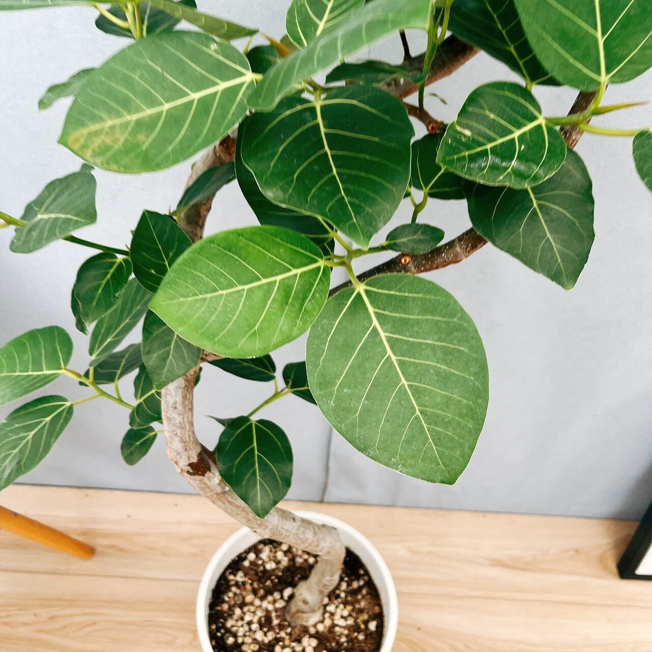 現品］【希少】☆おすすめ☆ 93番 フィカス グランディス 曲がり 8号