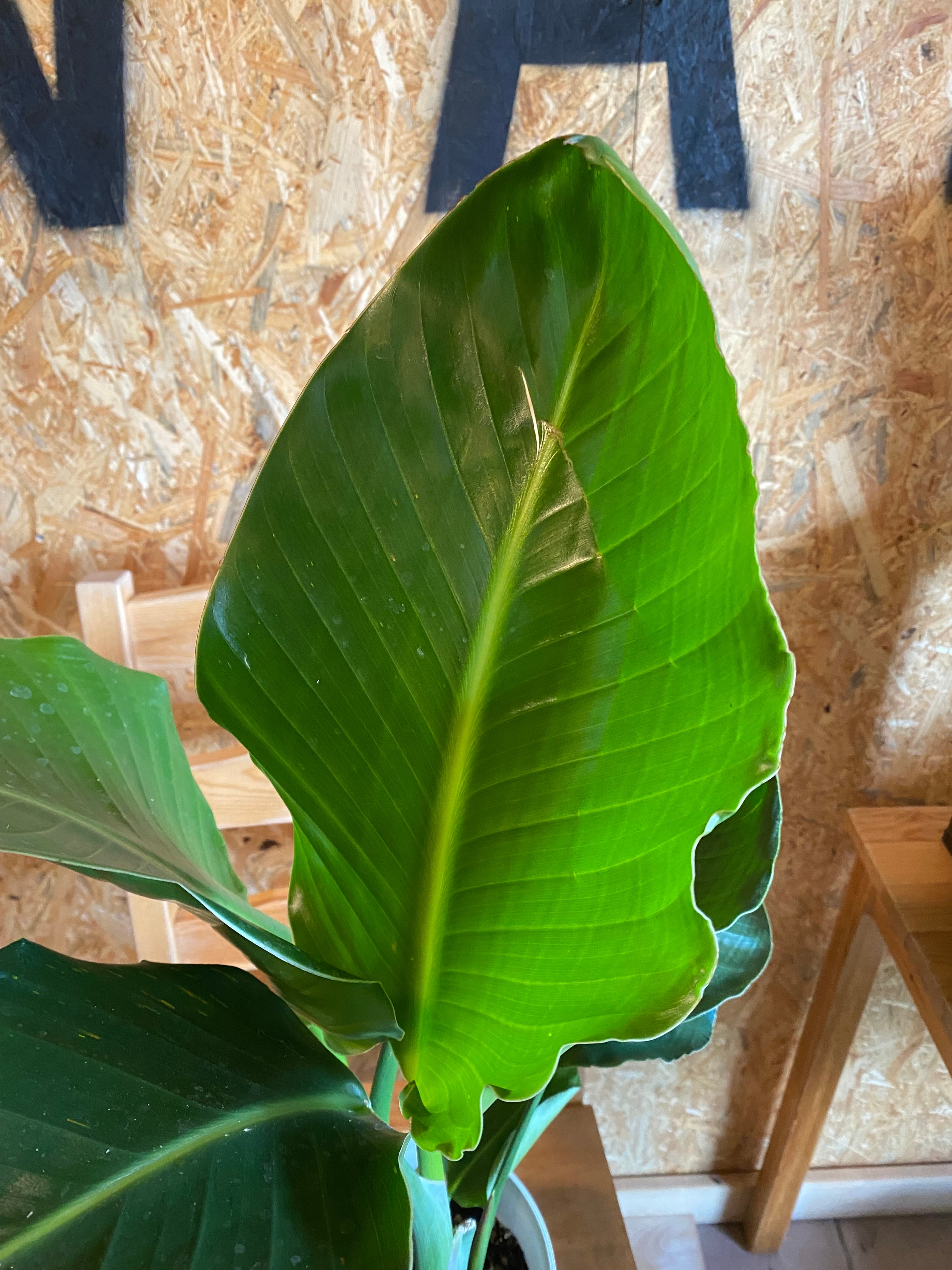 オーガスタ H76cm W46cm 口径14cm | Garden Varejo