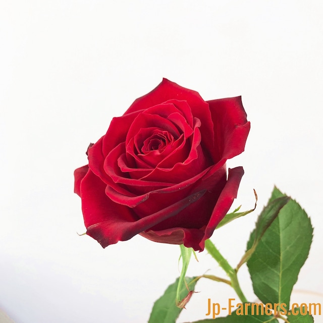 神田ばら園　10本　★バラ品種名： サムライ08　赤バラの定番！
