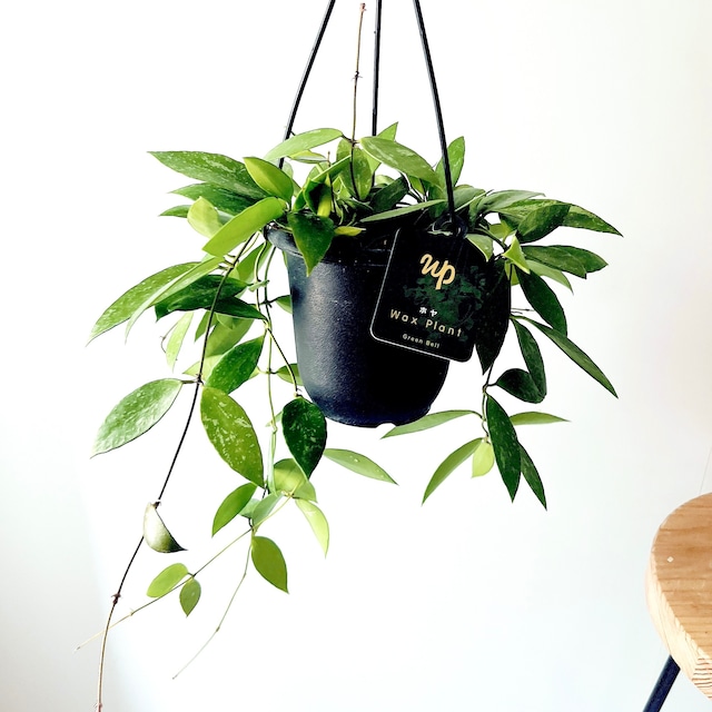 銀の斑が躍る、花付きの良い名品。Green Bellさんのホヤ・メモリア 4号鉢