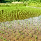 農薬・化学肥料5割減 棚田米　コシヒカリ　10キロ（精米前）