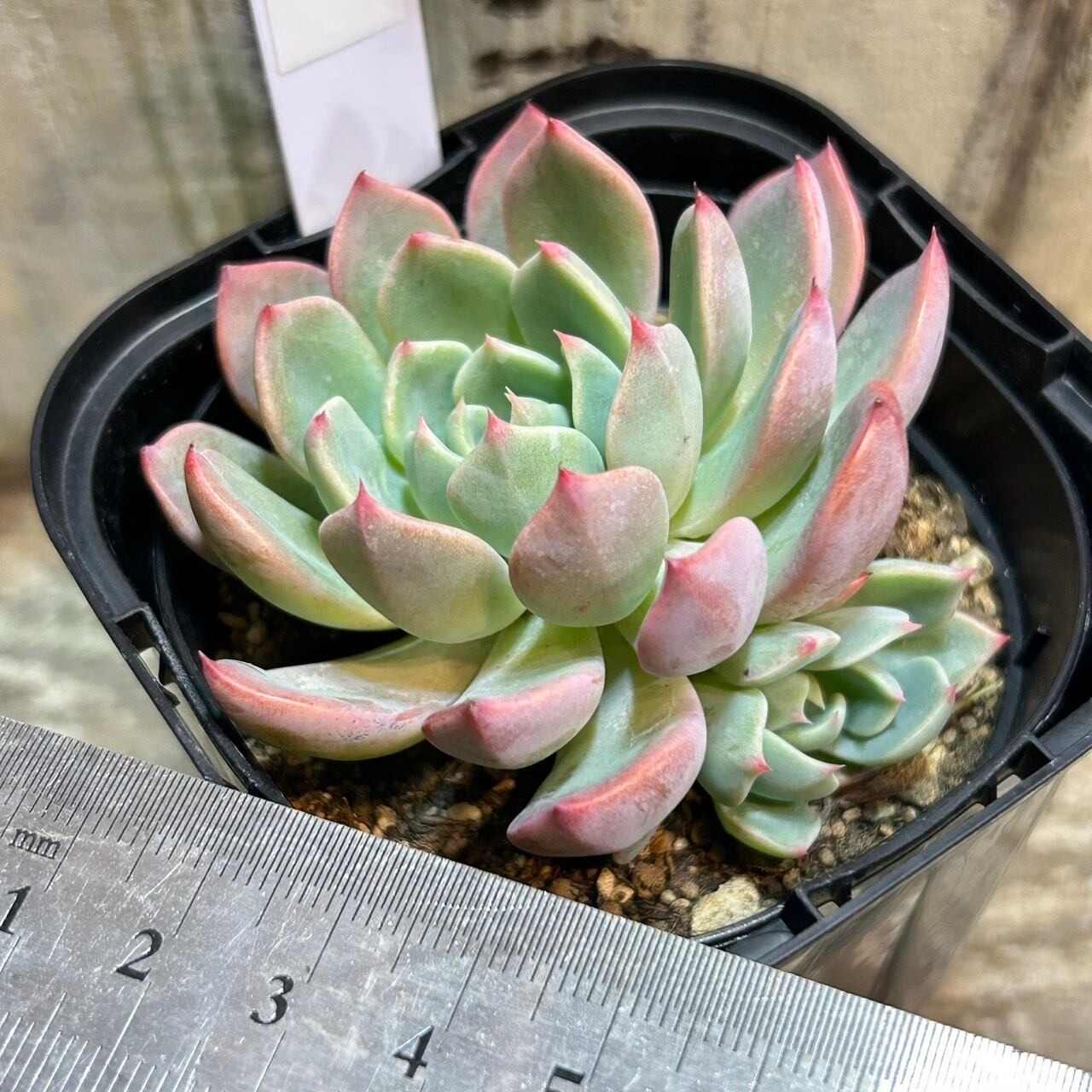 七福美尼 | RuPo 多肉植物専門店
