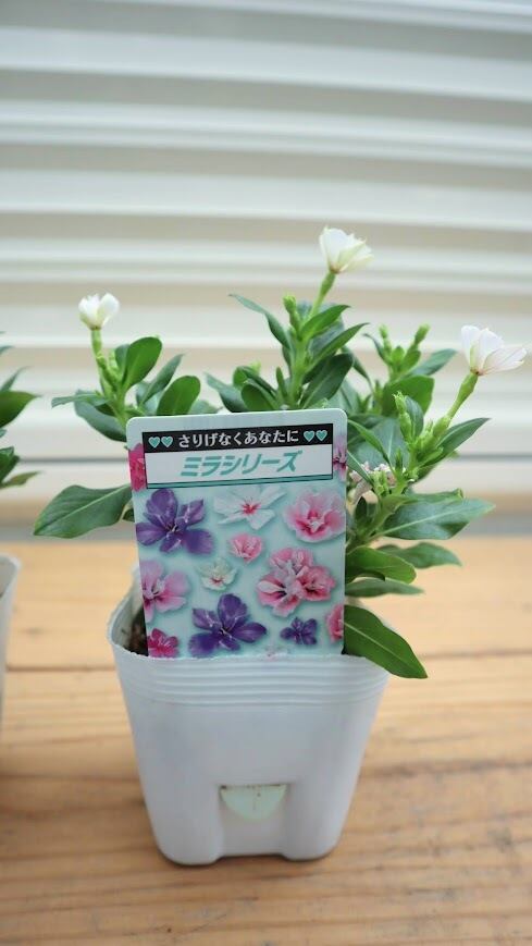 北島園芸さんオリジナル ビンカ（日々草）八重咲きミラシリーズ