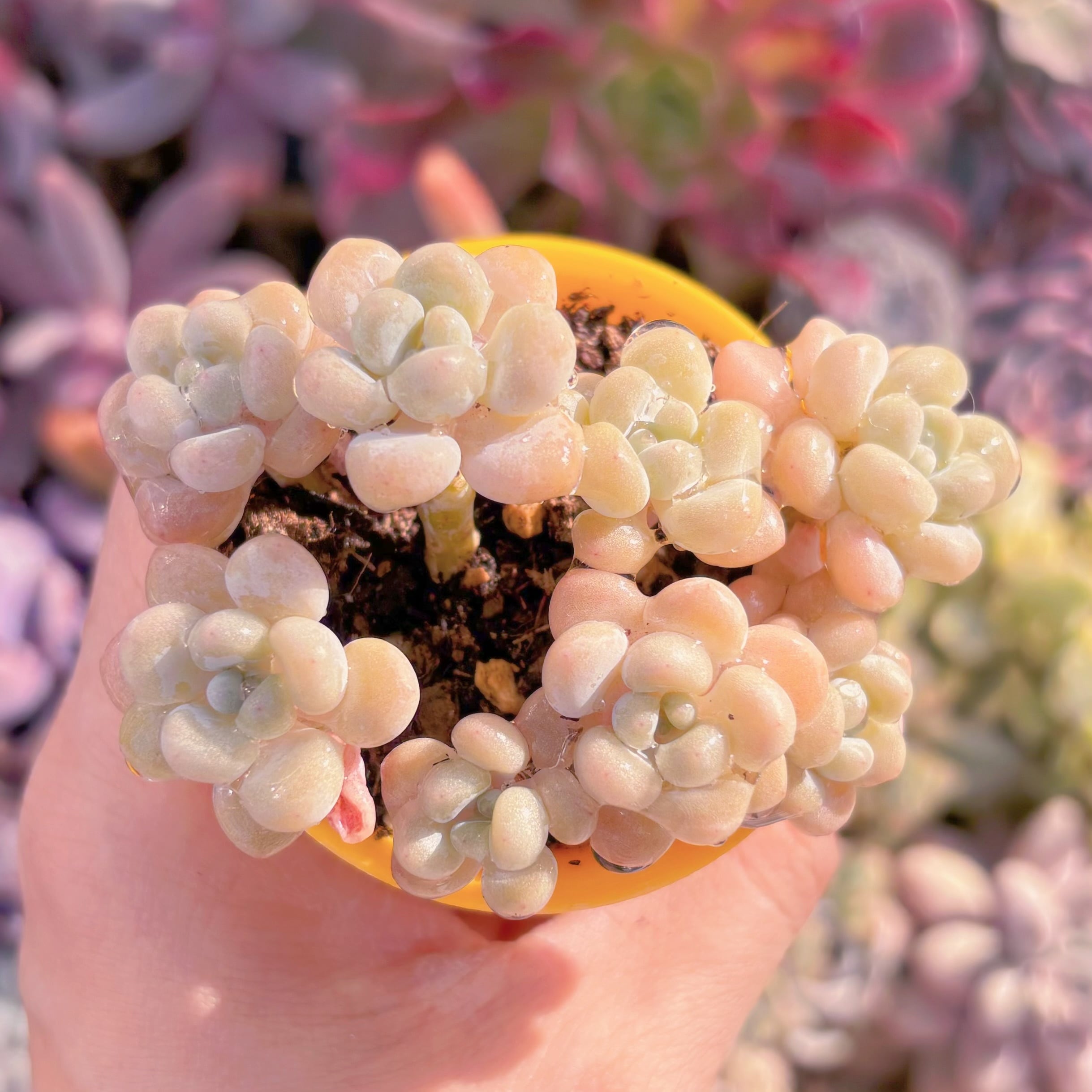 現品　ストロベリーミルク#639　群生　るる農園