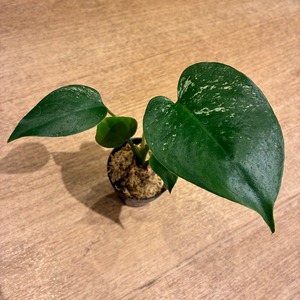 モンステラ　デビルモンスター Monstera Devil Monster