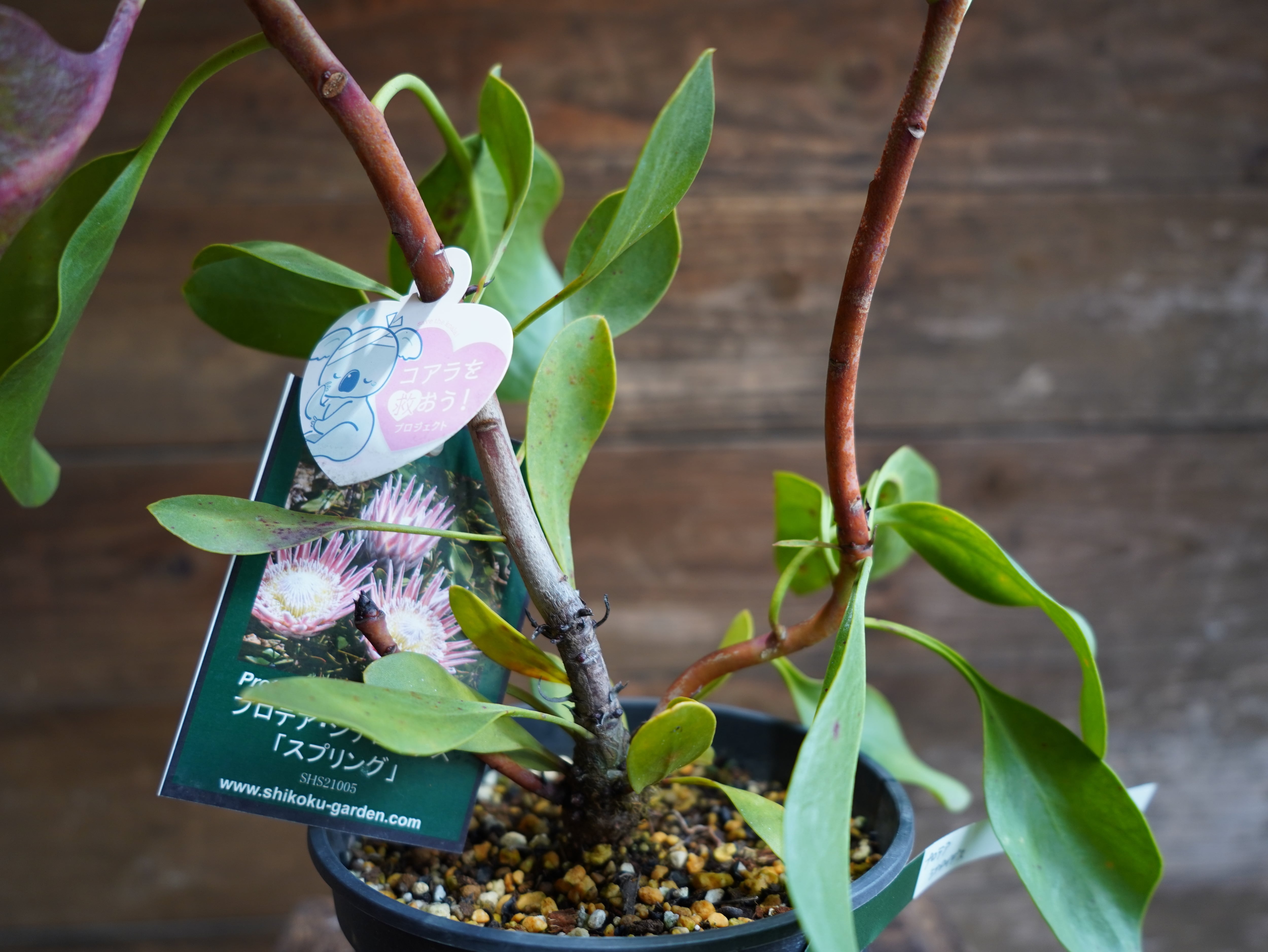 【現物】プロテア ・ シナロイデス「スプリング」