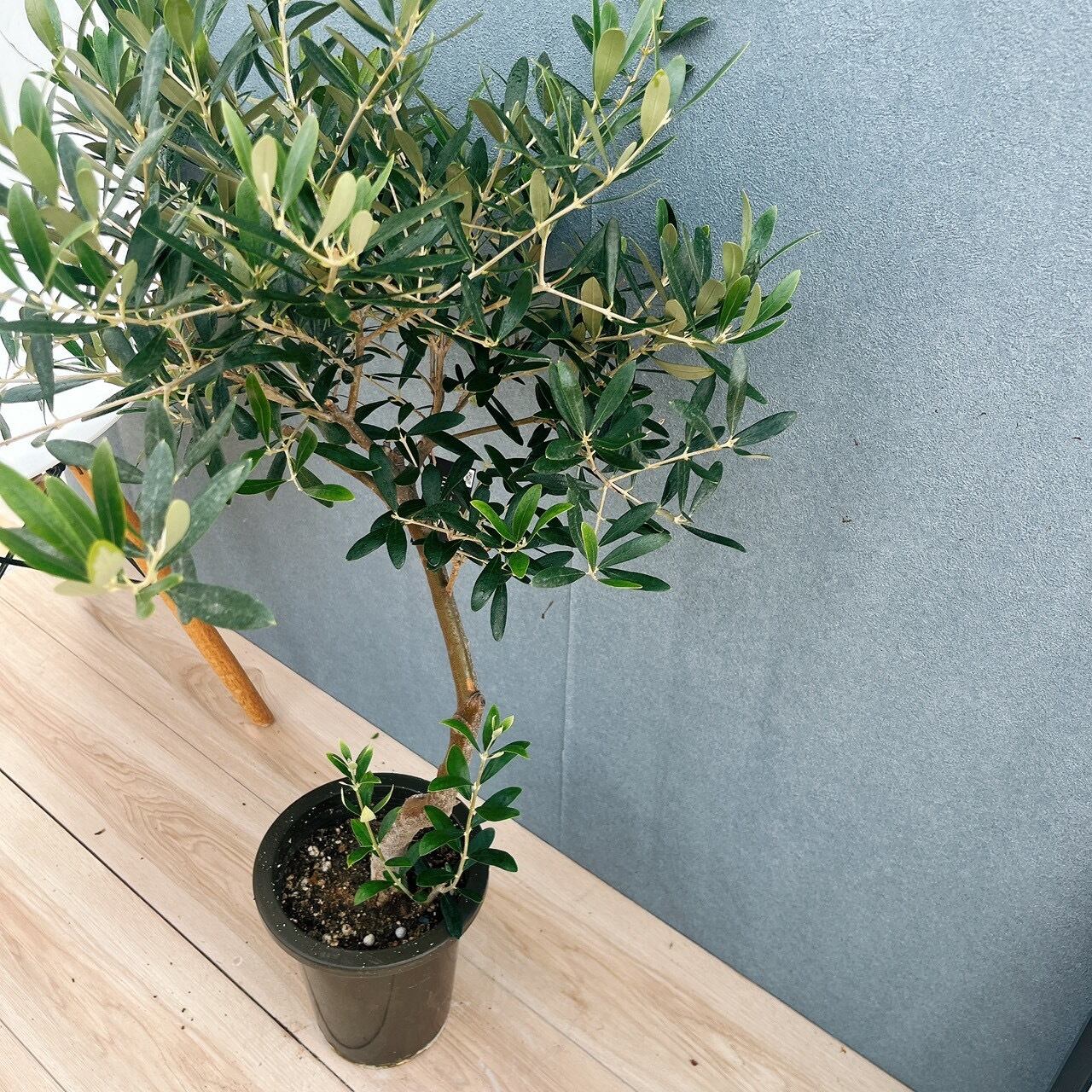 現品］15番 創樹 オリーブ ネバディロブランコ 6号 観葉植物 屋外