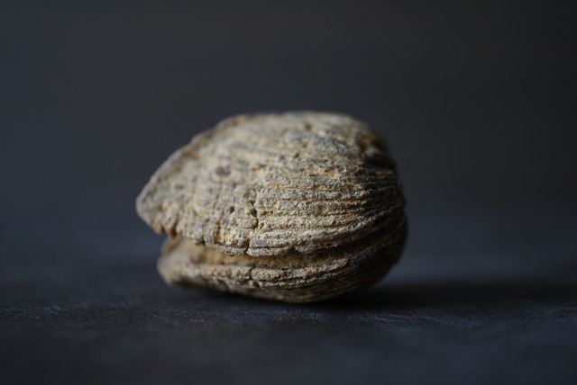 カリフォルニア産トリゴニア化石　Trigonia sp.  825