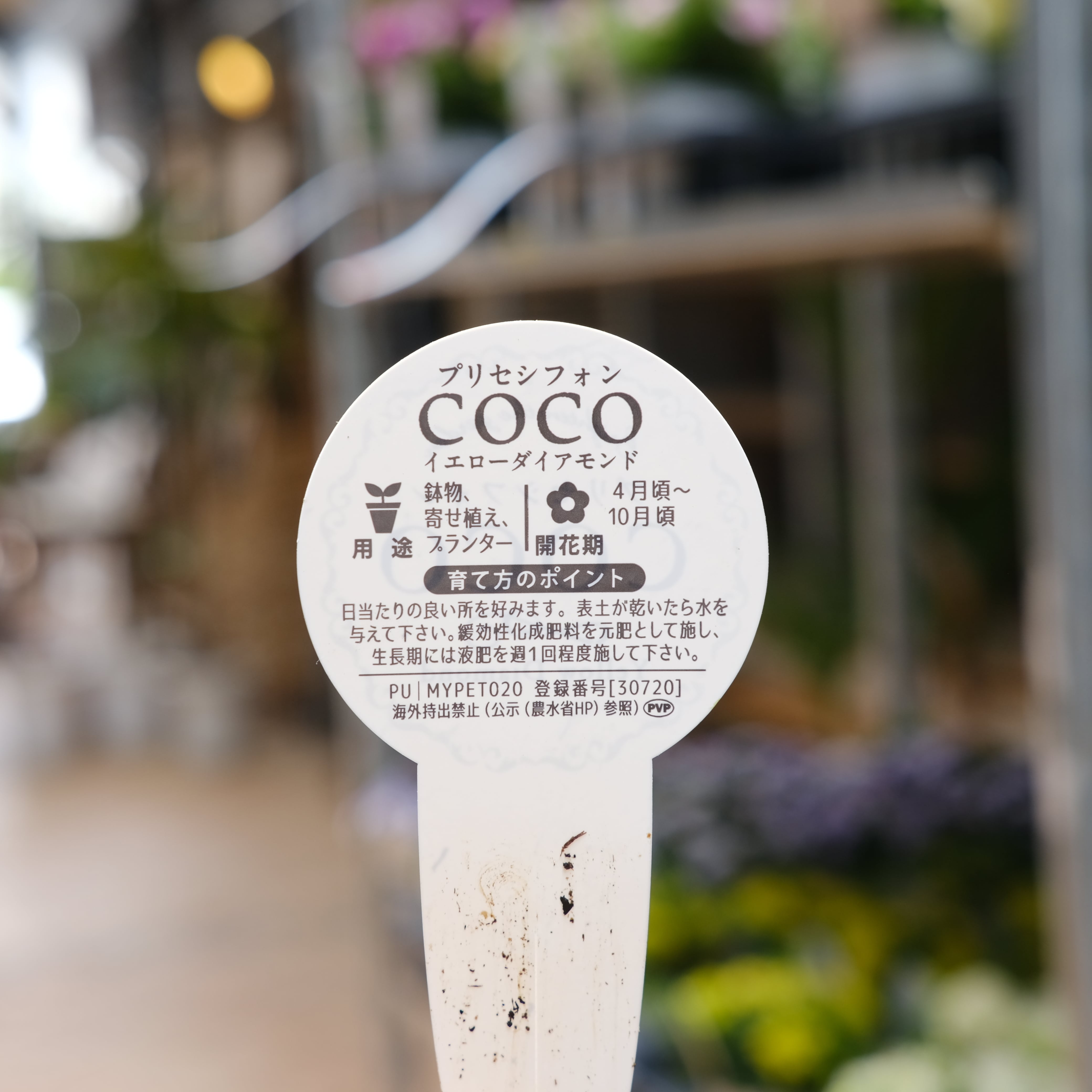 ペチュニア プリセシフォン COCO《 イエロー ダイヤモンド 》3.5号
