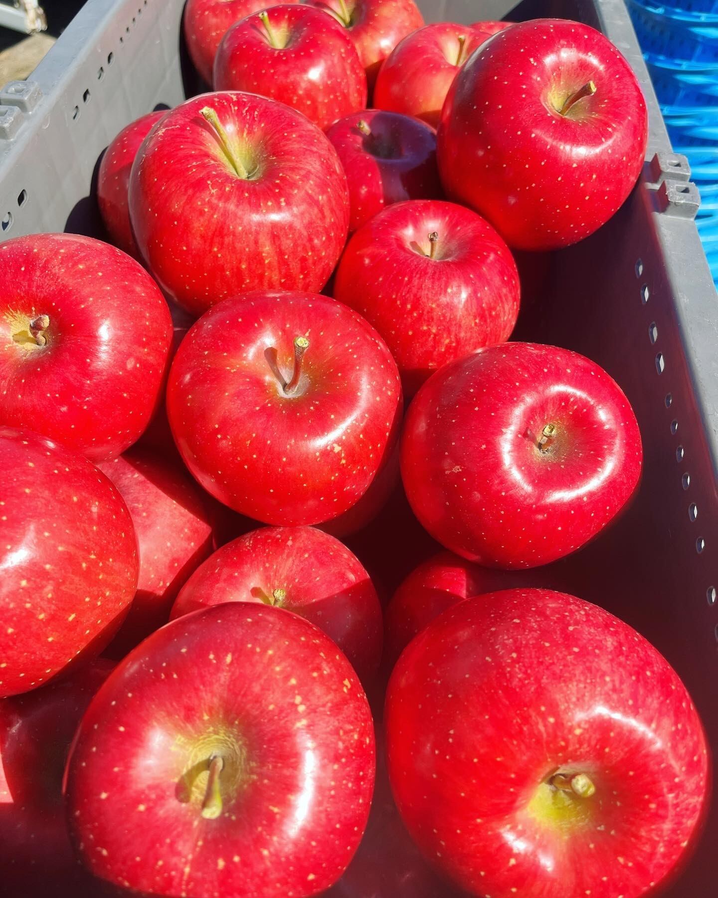 葉取らず早生ふじ贈答用　3kg