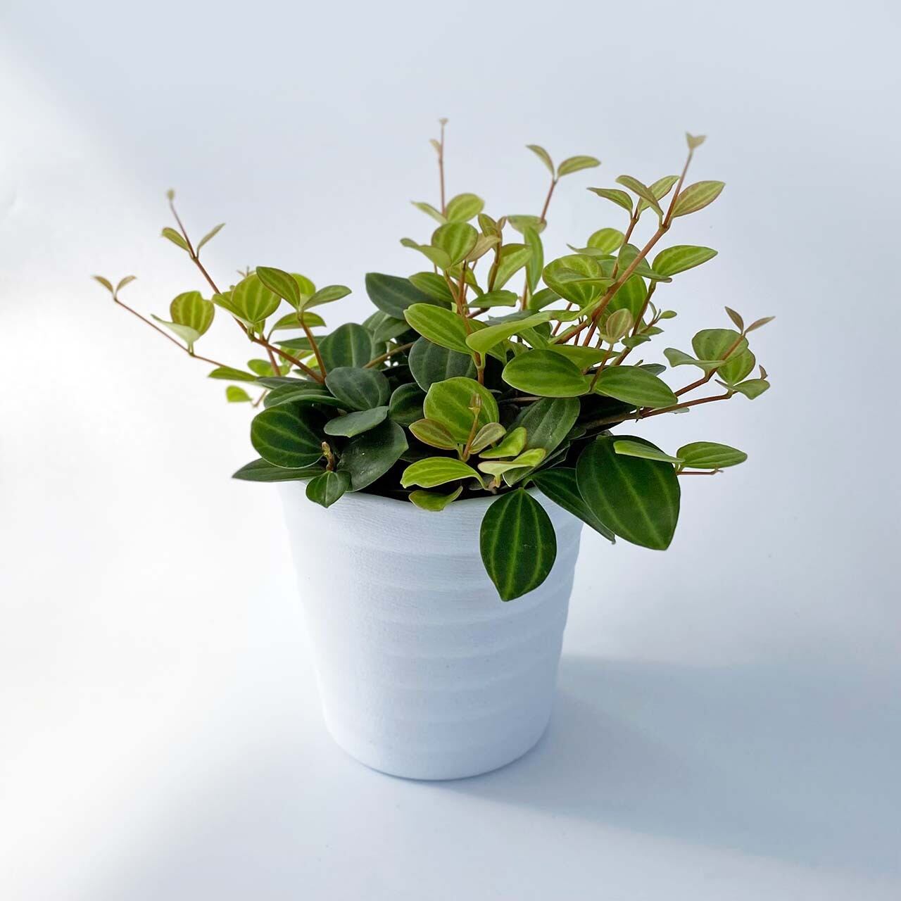 ２６ ペペロミア アングラータ Inakougei イナコウゲイ 観葉植物 鉢 多肉 猫用品