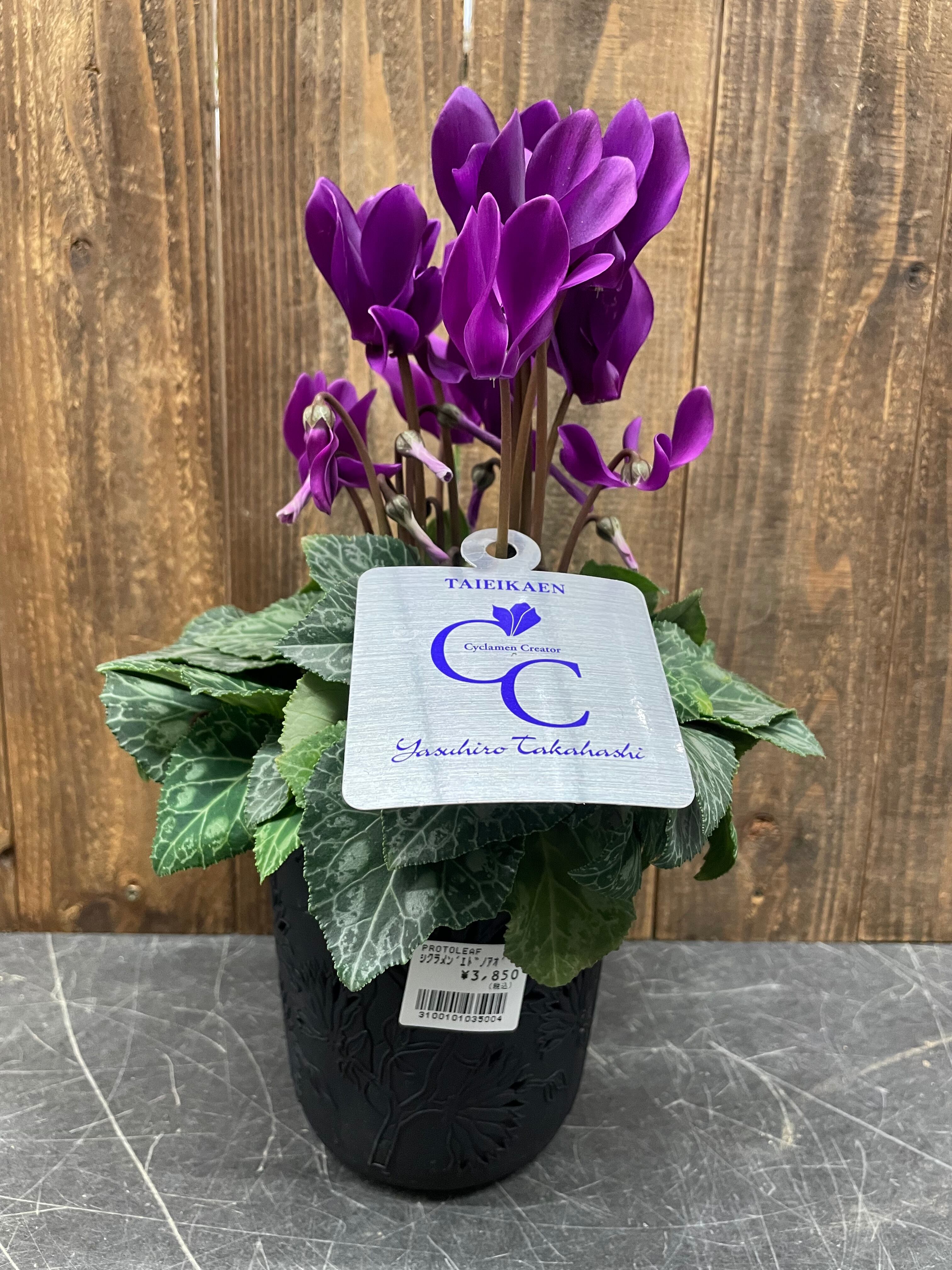シクラメン 江戸の青 Protoleaf プロトリーフ