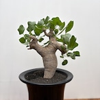 Commiphora drakebrockmanii【コミフォラ・ドレイクブロックマニー】