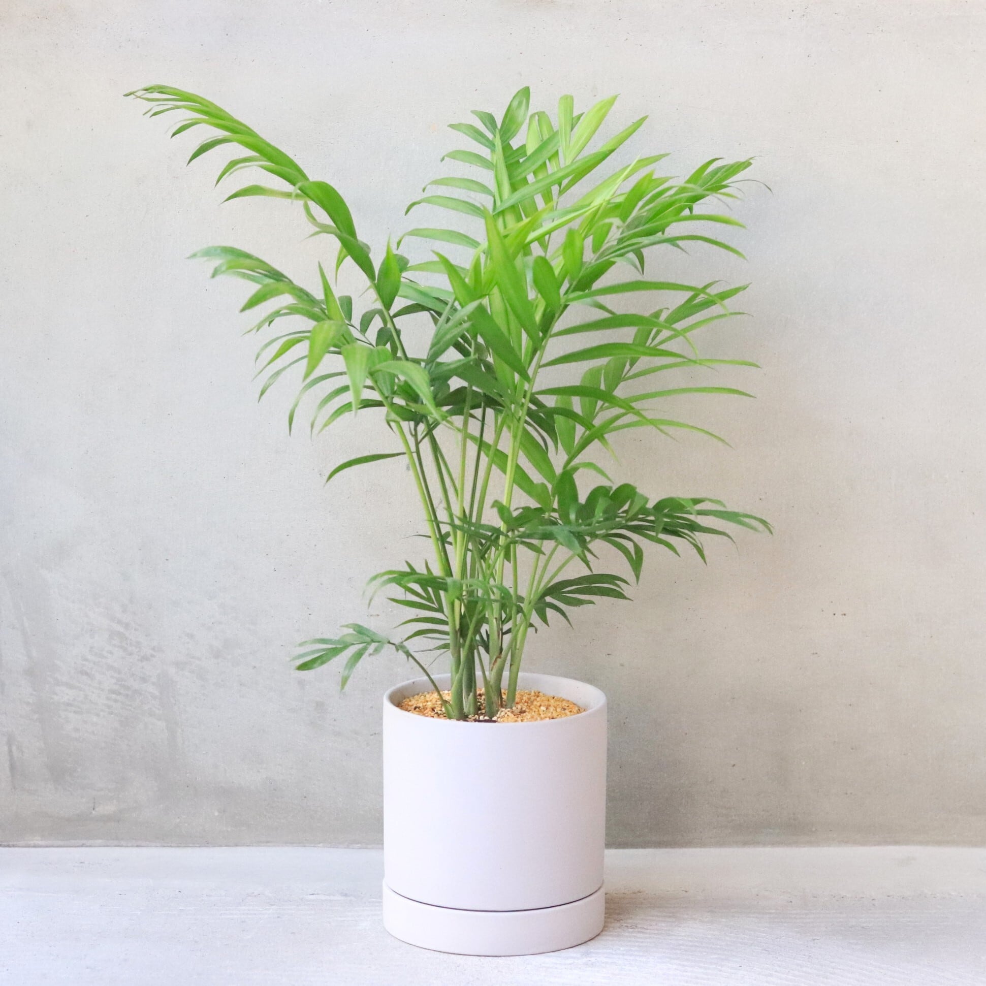 グリーン】パームツリー チャメドレア | ジーフラットインテリア