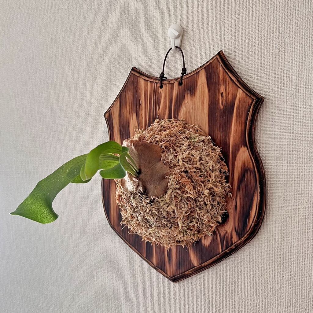 ビカクシダ ヒリードラゴン 板付 【観葉植物 壁掛け コウモリ