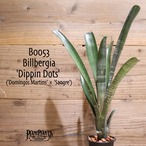 【送料無料】Billbergia 'Dippin Dots'〔ビルベルギア〕現品発送B0053