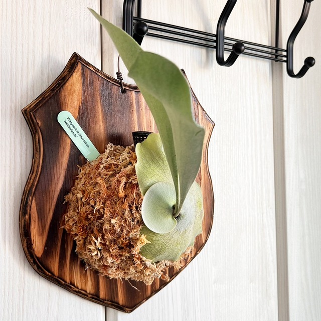 ビカクシダ ネザーランド 板付 【観葉植物 室内 コウモリラン】