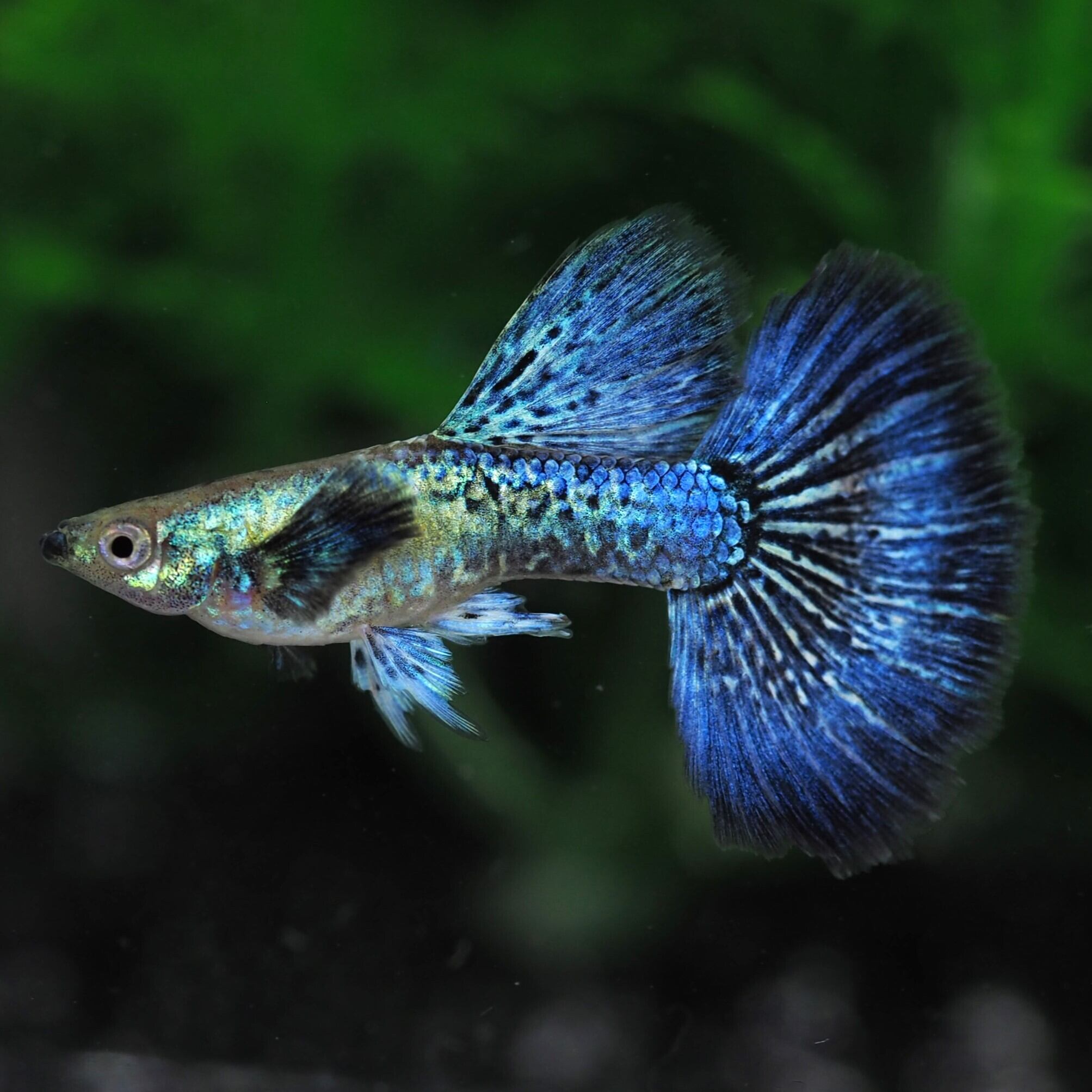 極金龍フルゴールドグッピー リボン系(1ペア) #熱帯魚 極金龍フルゴールドグッピー リボン系(1ペア) #熱帯魚