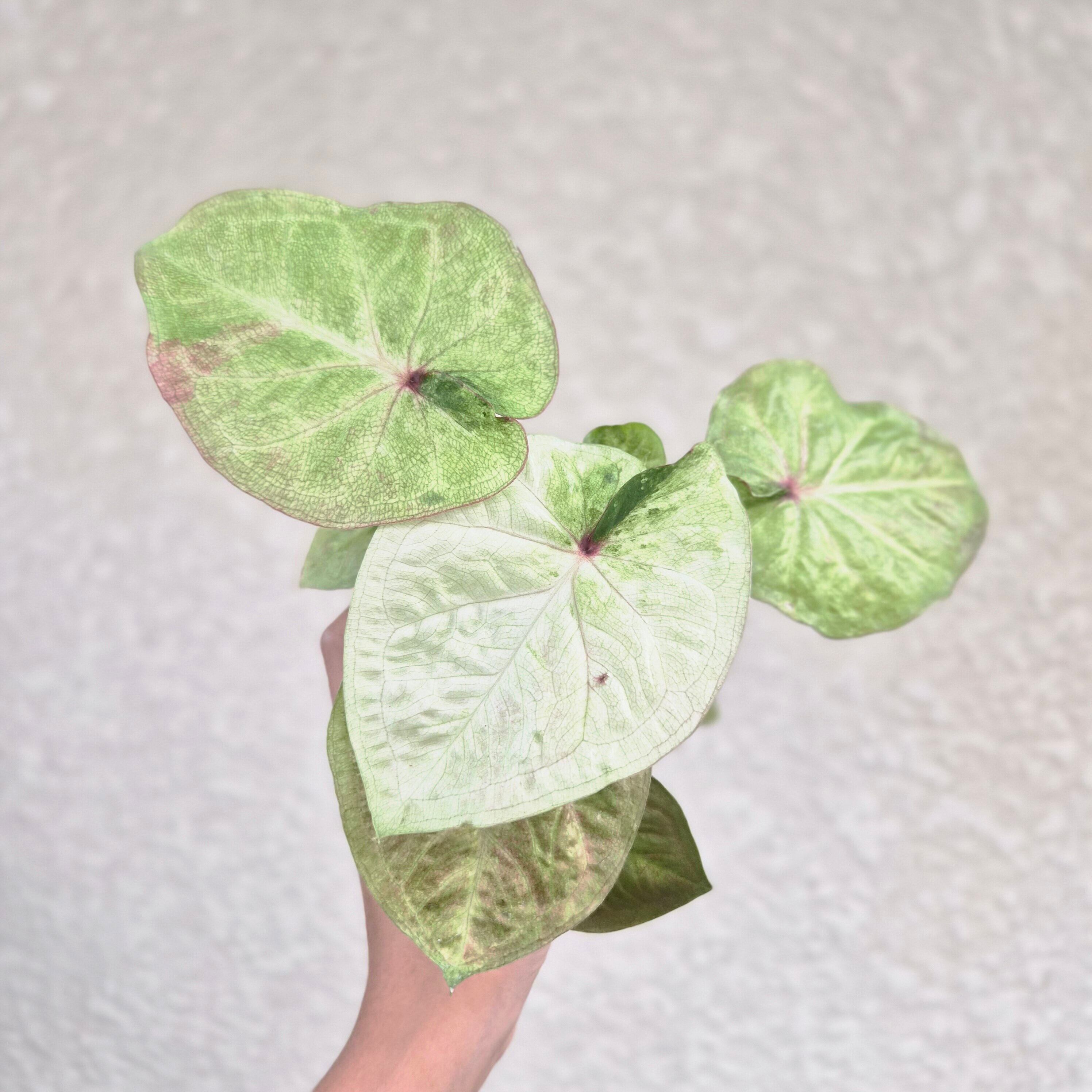 《Caladium Hybrid 》カラジウム ハイブリッド 観葉植物 葉色 アロイド