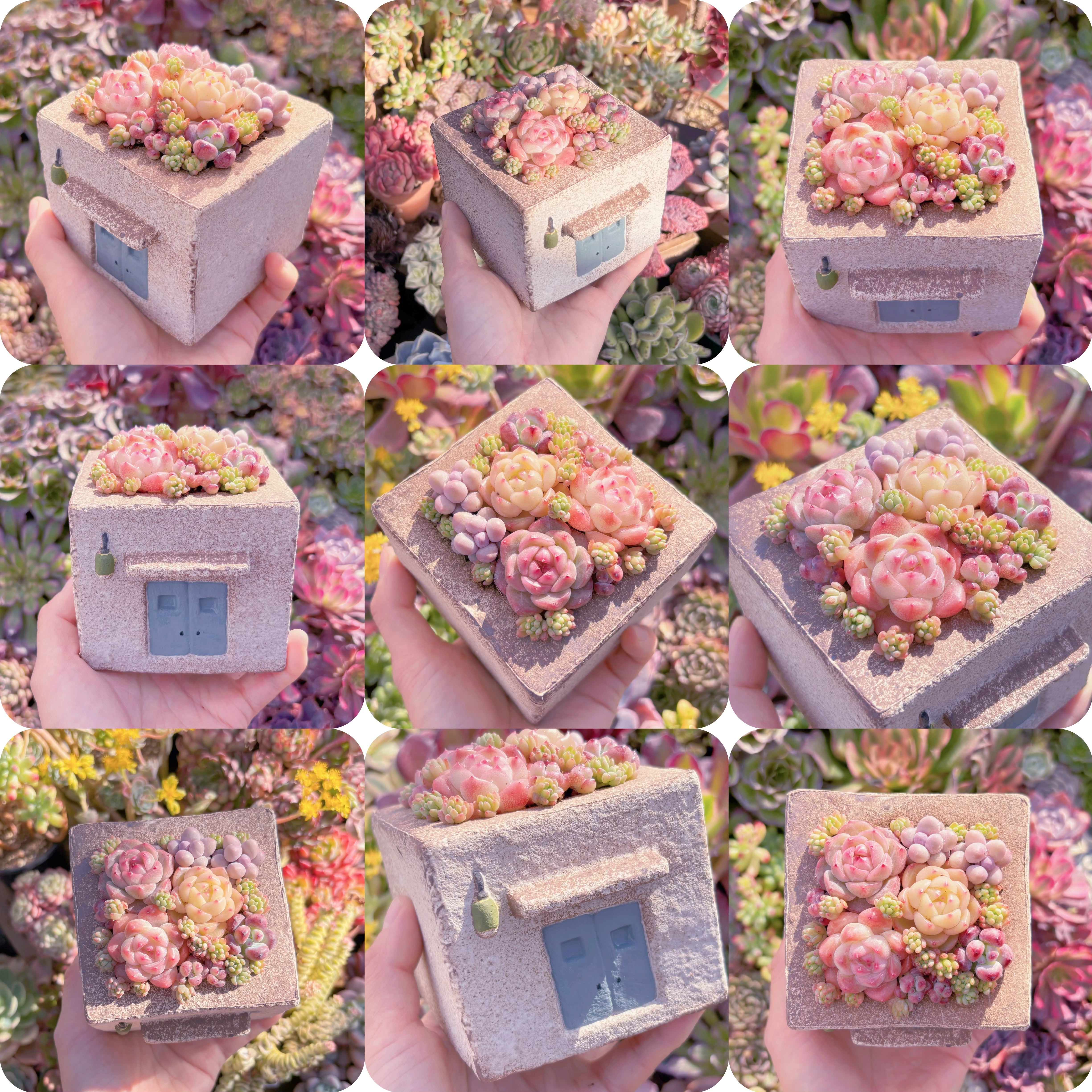 現品　ぷくぷく多肉のお家#888　直径8.5cm　在庫僅少　るる農園