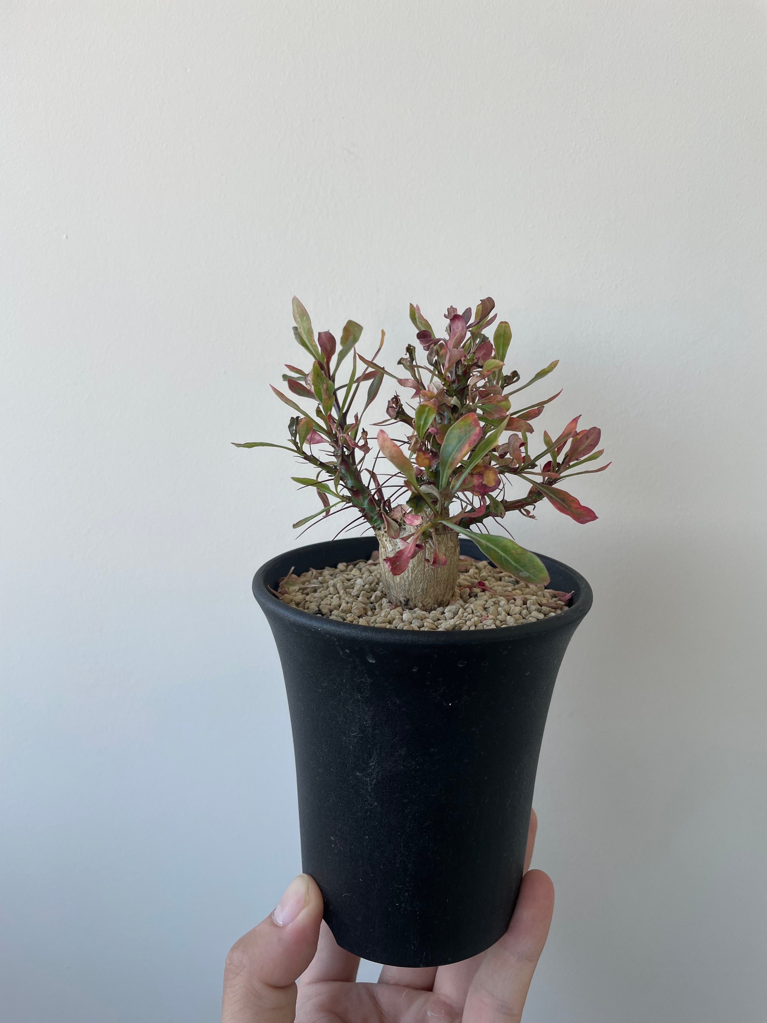 新着】Fouquieria fasciculata 10【激レア塊根・ぷっくり選抜実生株