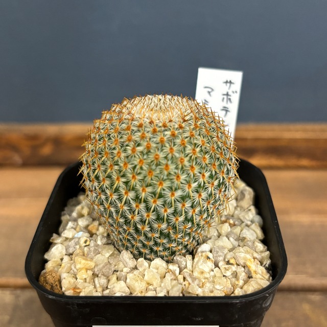 サボテン　マミラリア　クルシゲラ【956】