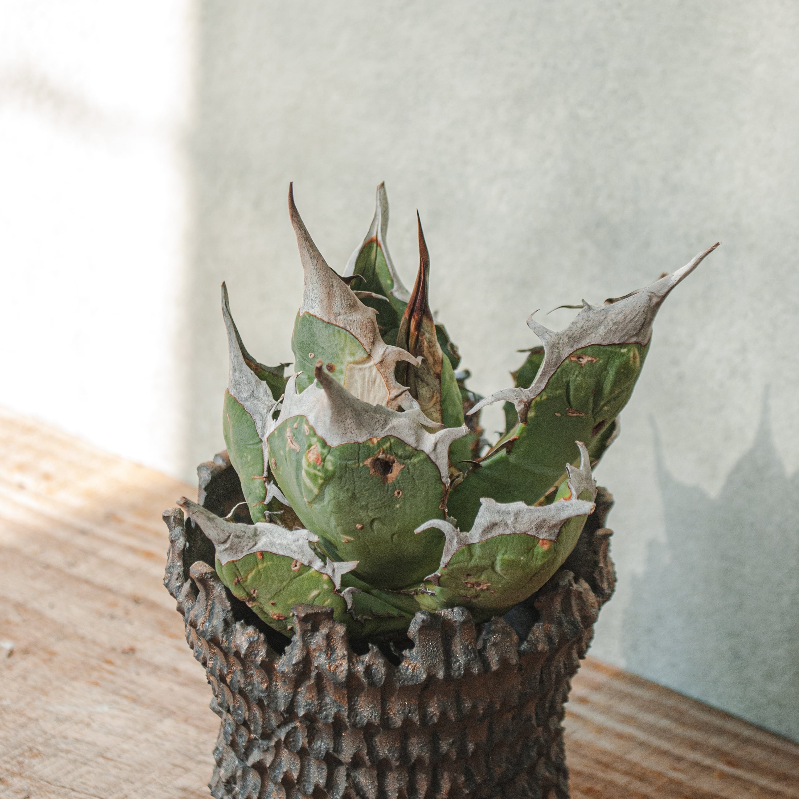 アガベ オテロイ No.30