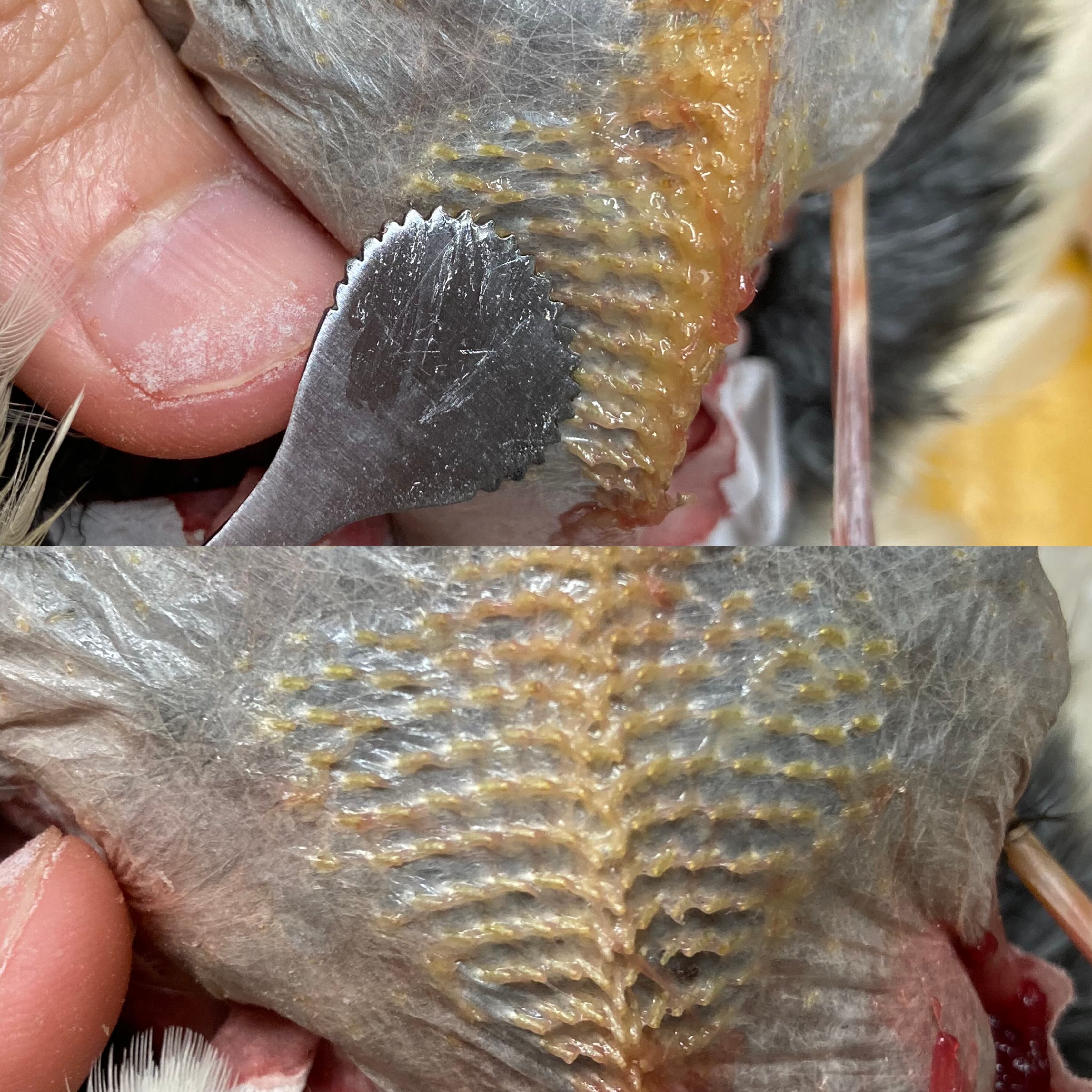 鳥皮ガリガリヘラ（小） | 浜口標本webショップ