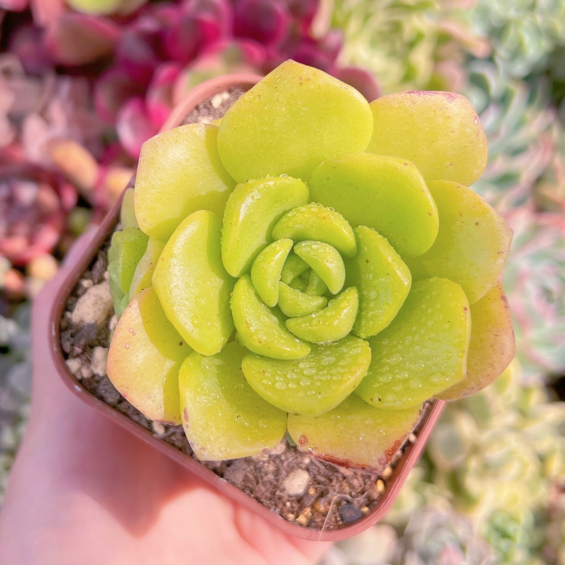 現品　リリーパット#B03　古株　るる農園