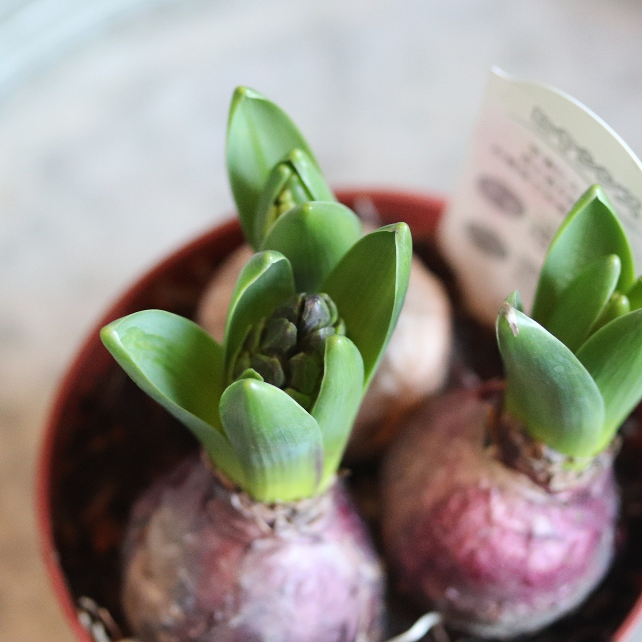 ヒヤシンス　３色ミックス　球根　水耕栽培　室内でも育つ