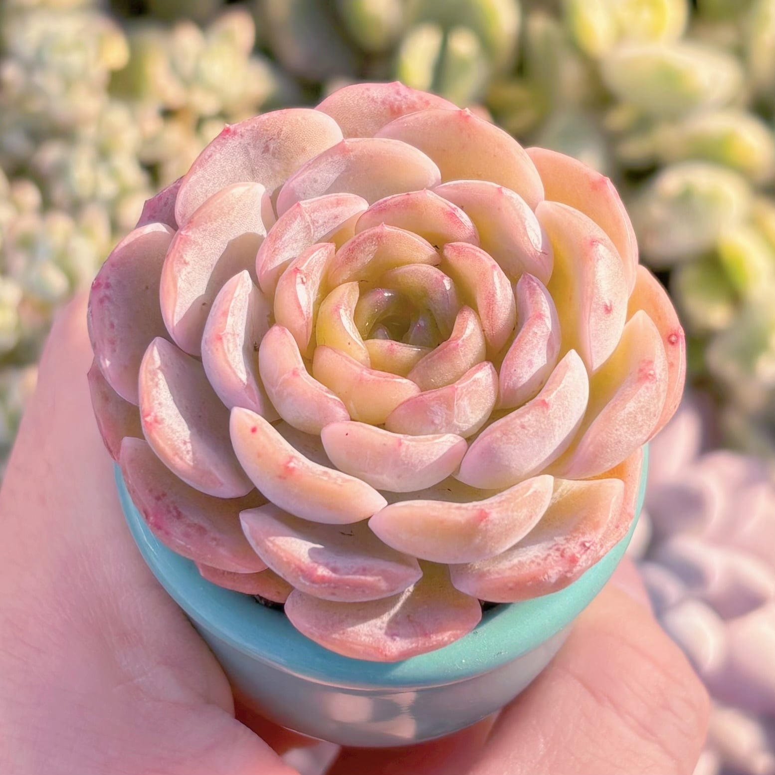 多肉植物 瞳彩 新入荷 るる農園 | るる農園~多肉植物専門