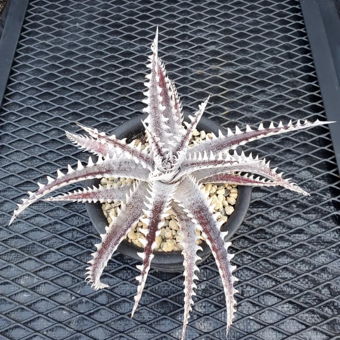 F00357_Dyckia 'Kazaguruma' F2 (NNN-KZF2-001)：ディッキア
