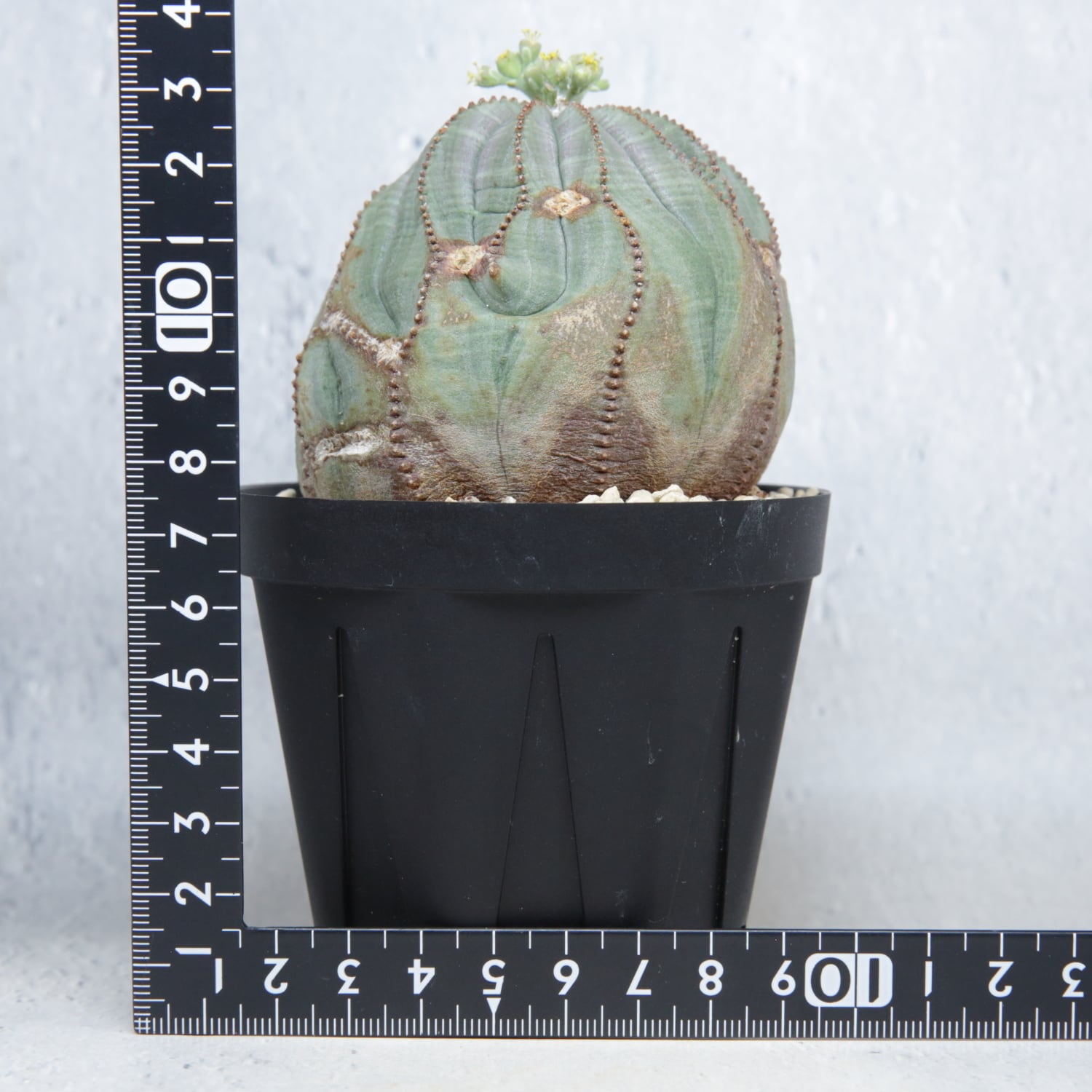 オス株 大株 最大幅 約7.5cm 捻じれ ラギット オベサ / ユーフォルビア