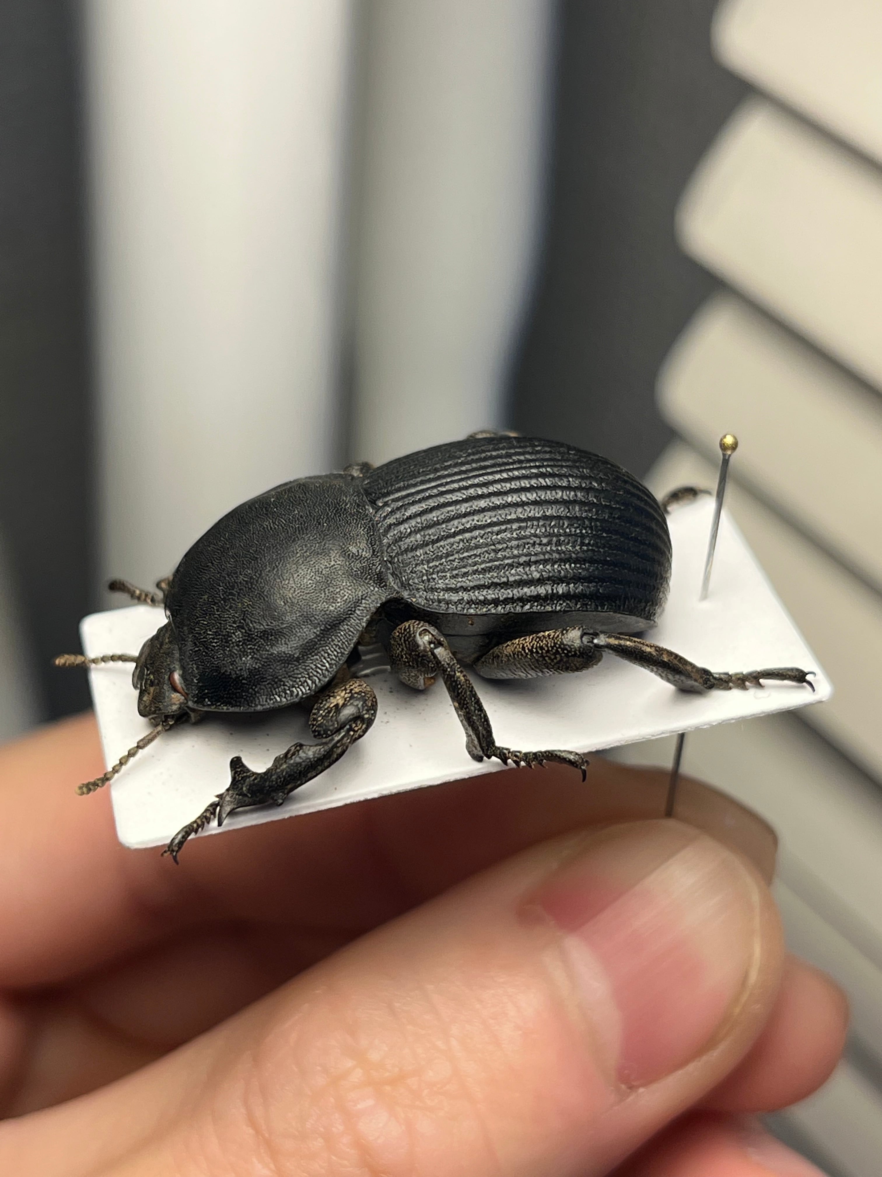 象虫標本】マッシブなゾウゴミムシダマシAnomalipus elephas ゾウムシ