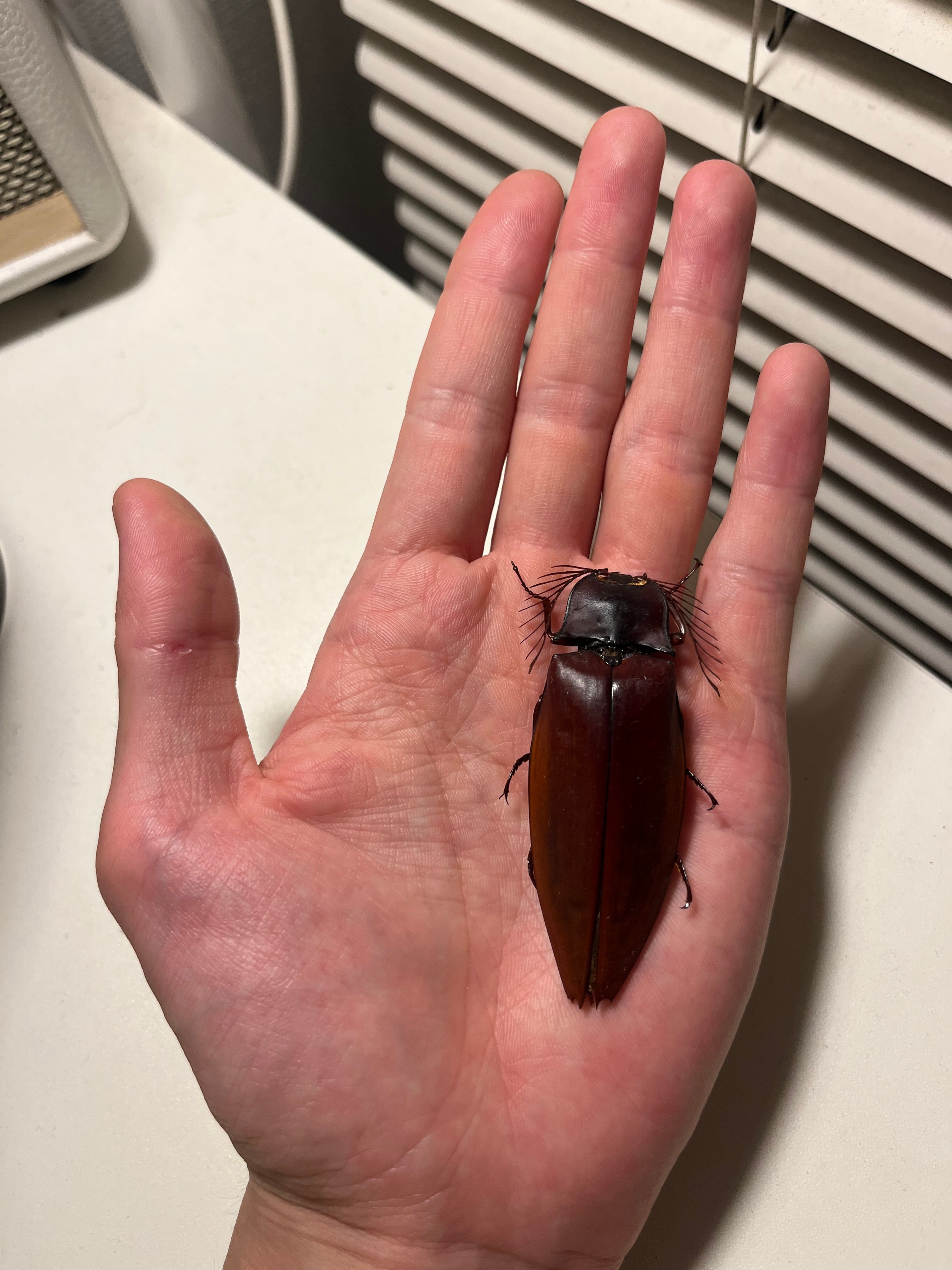 【米搗最大級】Oxynopterus sp.コメツキムシ 69mm ハムシ昆虫標 米搗最大級】Oxynopterus sp.コメツキムシ 69mm ハムシフンチュウ