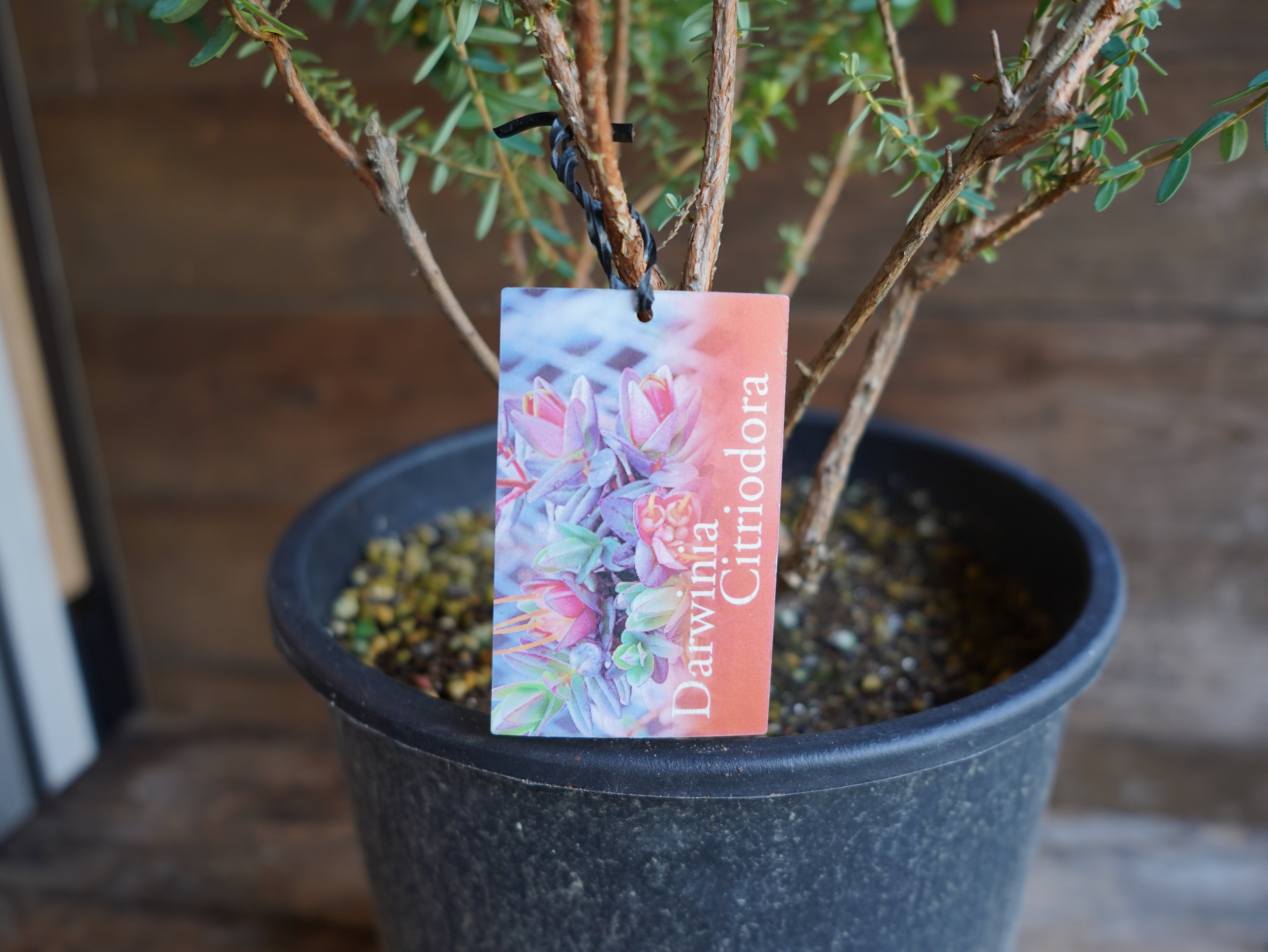 【現物】ダーウィニア　”シトリオドーラ”