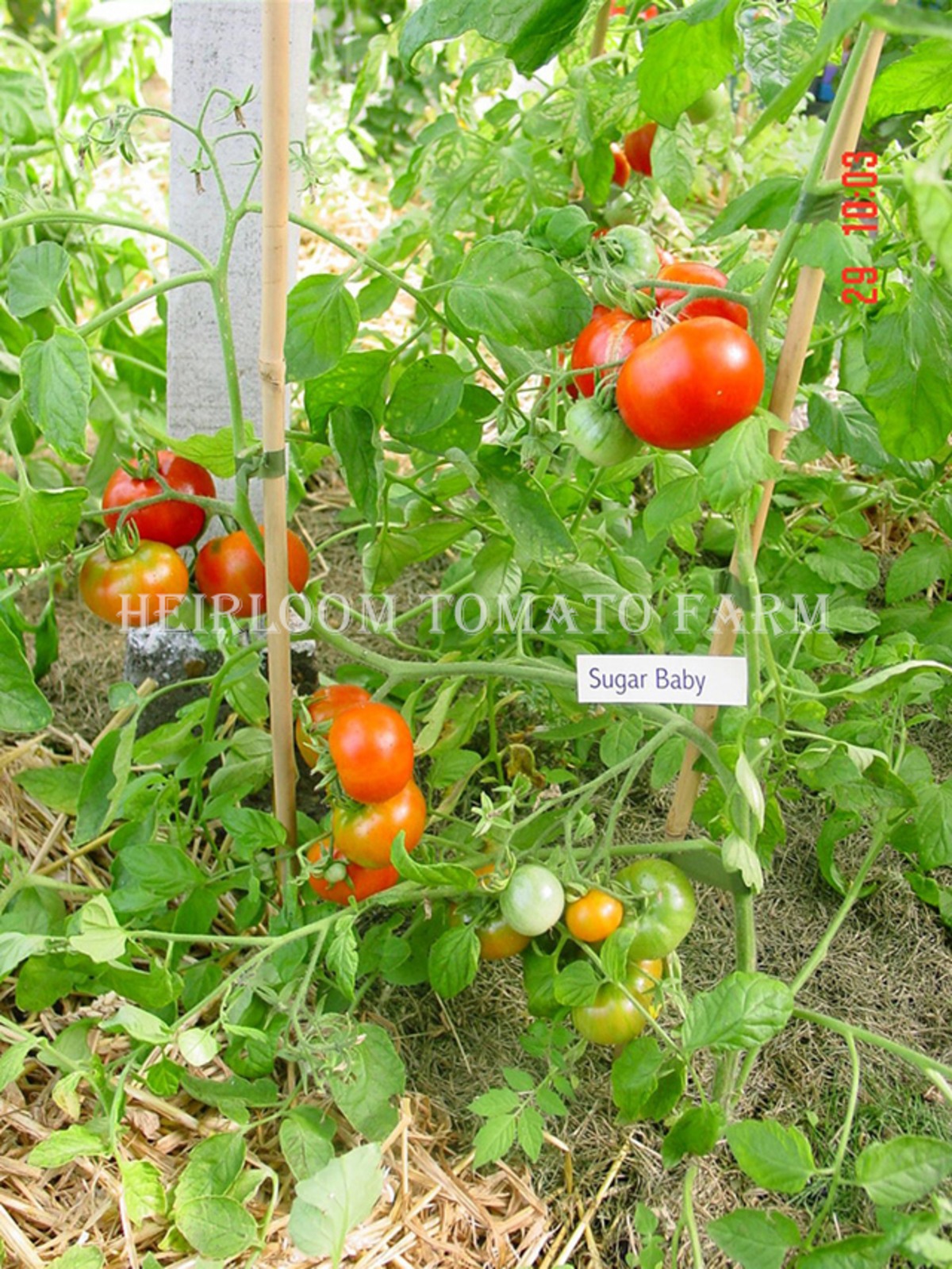 Heirloom Tomato® Sugar Baby エアルーム・トマト・シュガー・ベイビーP Heirloom Tomato Farm