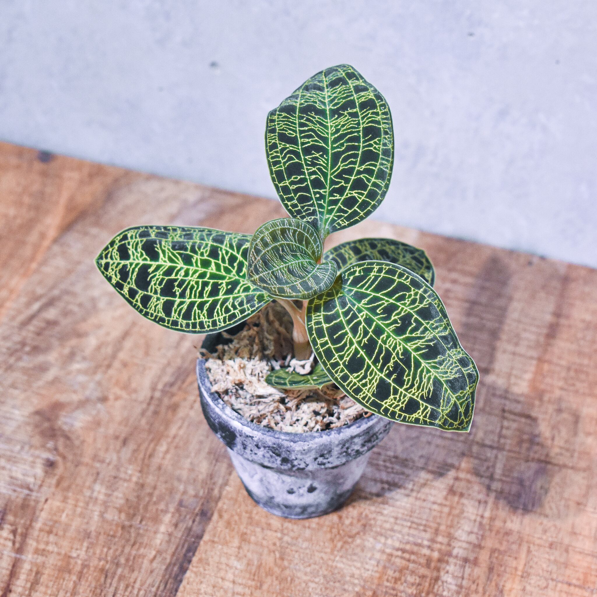 宝石蘭 煌めく葉脈 ジュエルオーキッド マコデスペトラ Stand By Green スタンドバイグリーン