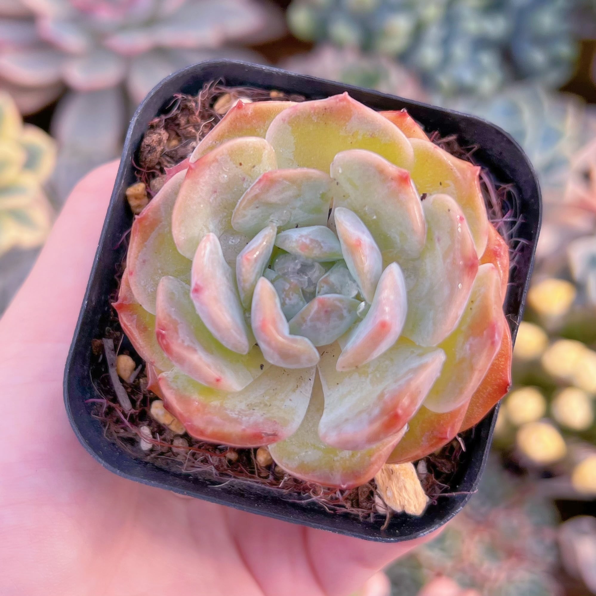 現品　アイスベビー#C13　るる農園