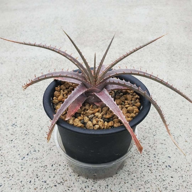 野生原種 ディッキア Dyckia hebdingii white form ぽくっ ⑴ 