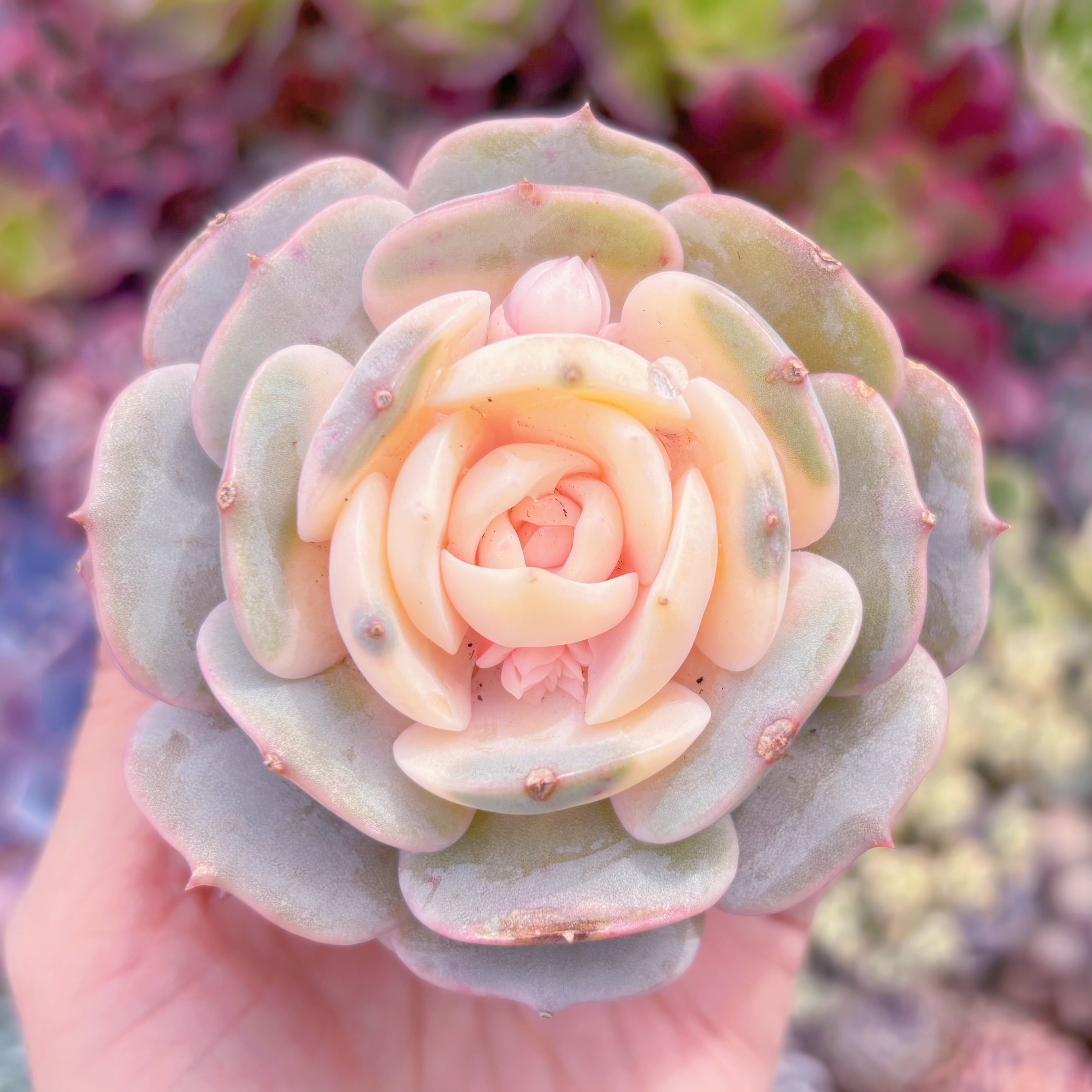 現品　ローラ錦#790　るる農園