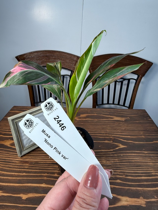 ★2446【ピンクのバナナ】ムサ　ノノピンクバリエガータ（3号ポット）※少々葉痛みあり