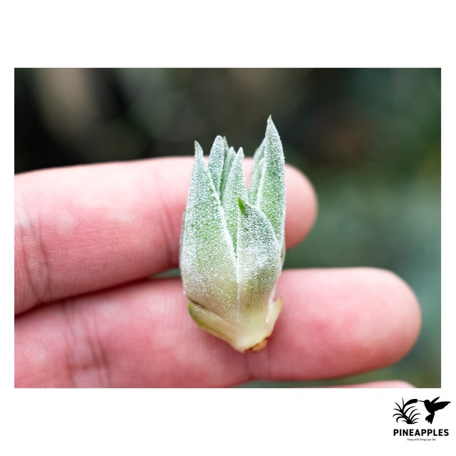 Tillandsia sprengeliana sibling (White x Coastal Form)