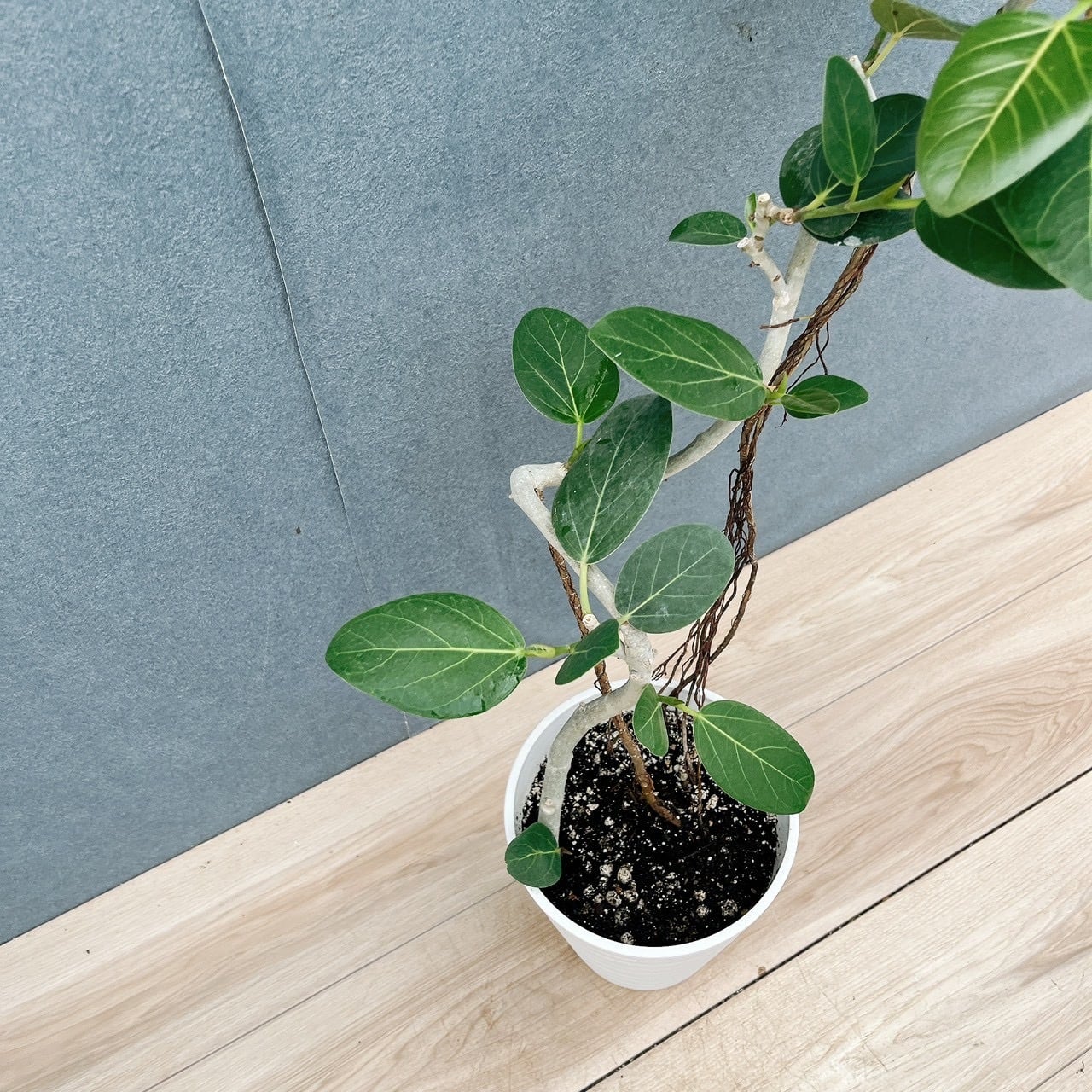現品］10番 フィカス ベンガレンシス 曲がり 6号 観葉植物 室内 ゴムの