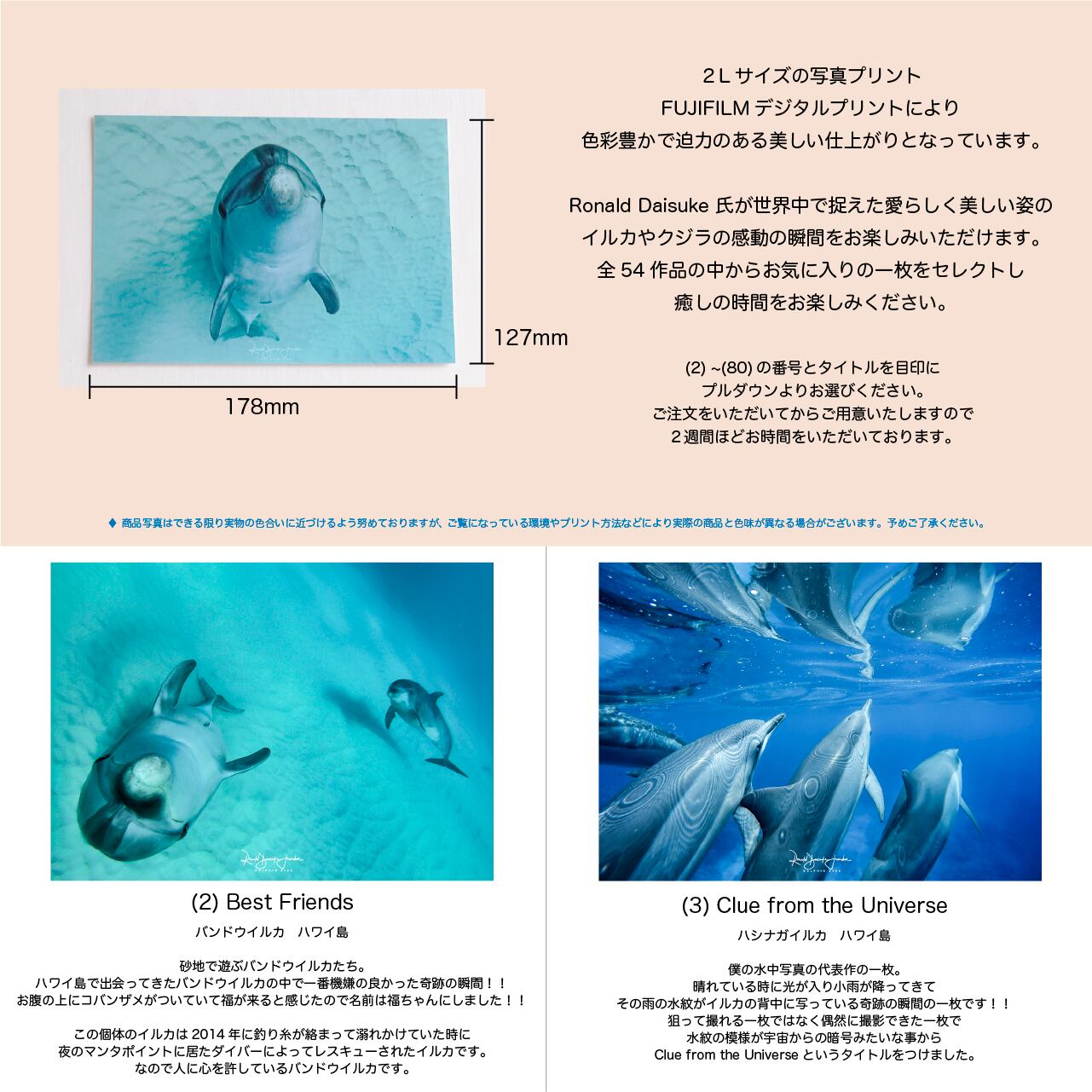 DOLPHIN EYES 写真プリント 2Lサイズ イルカ・クジラ・ウミガメ