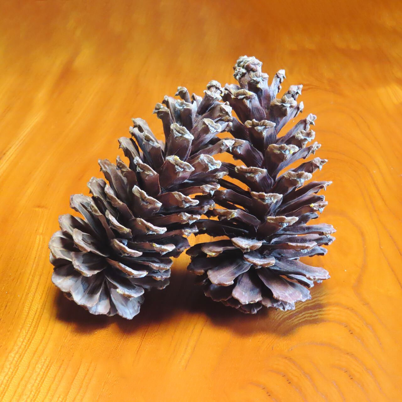 大王松のジャンボ松ぼっくり（2ヶ）（送料込） | 山本果樹園について