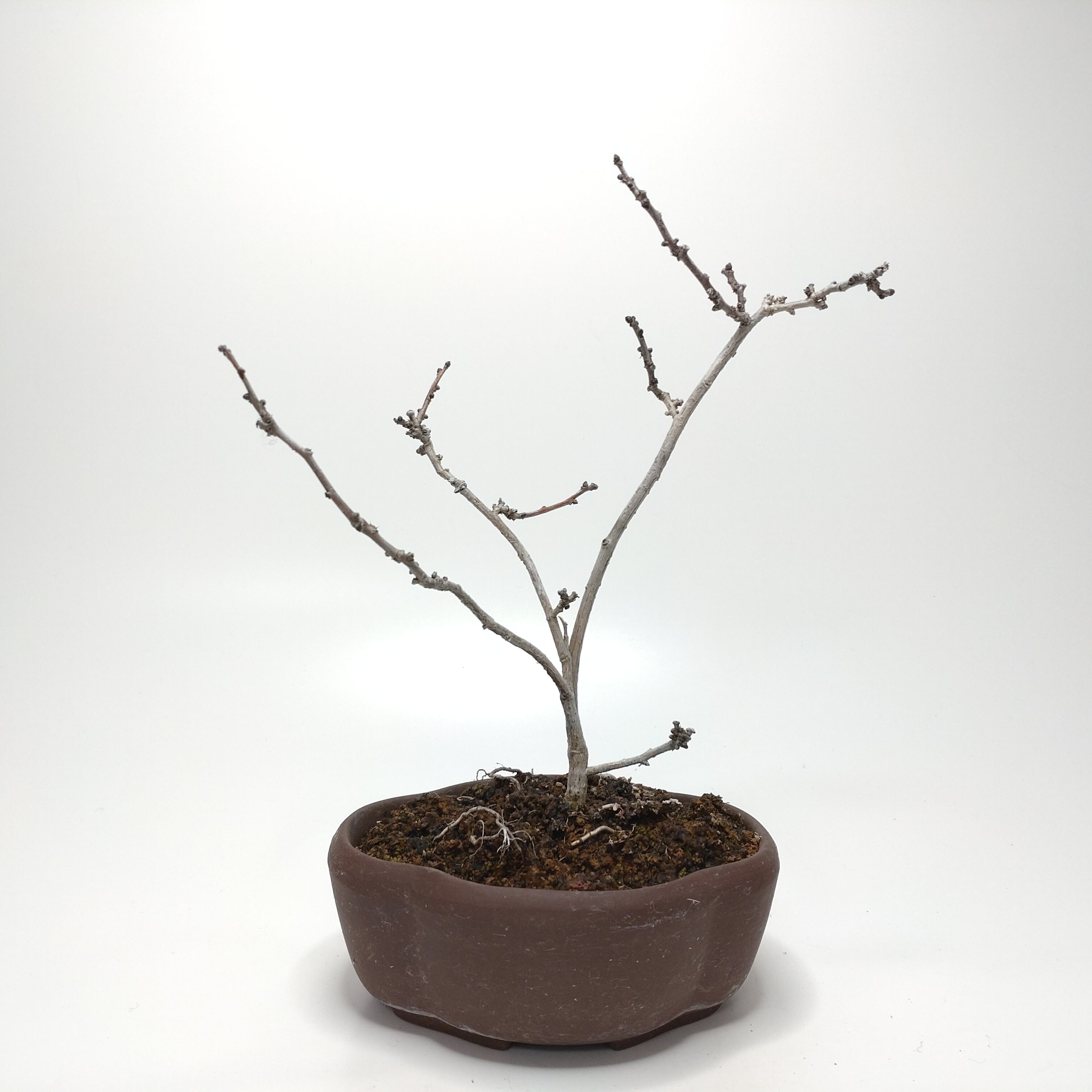 ダンコウバイ（壇香梅）S001 | 盆栽創【Bonsaisou】