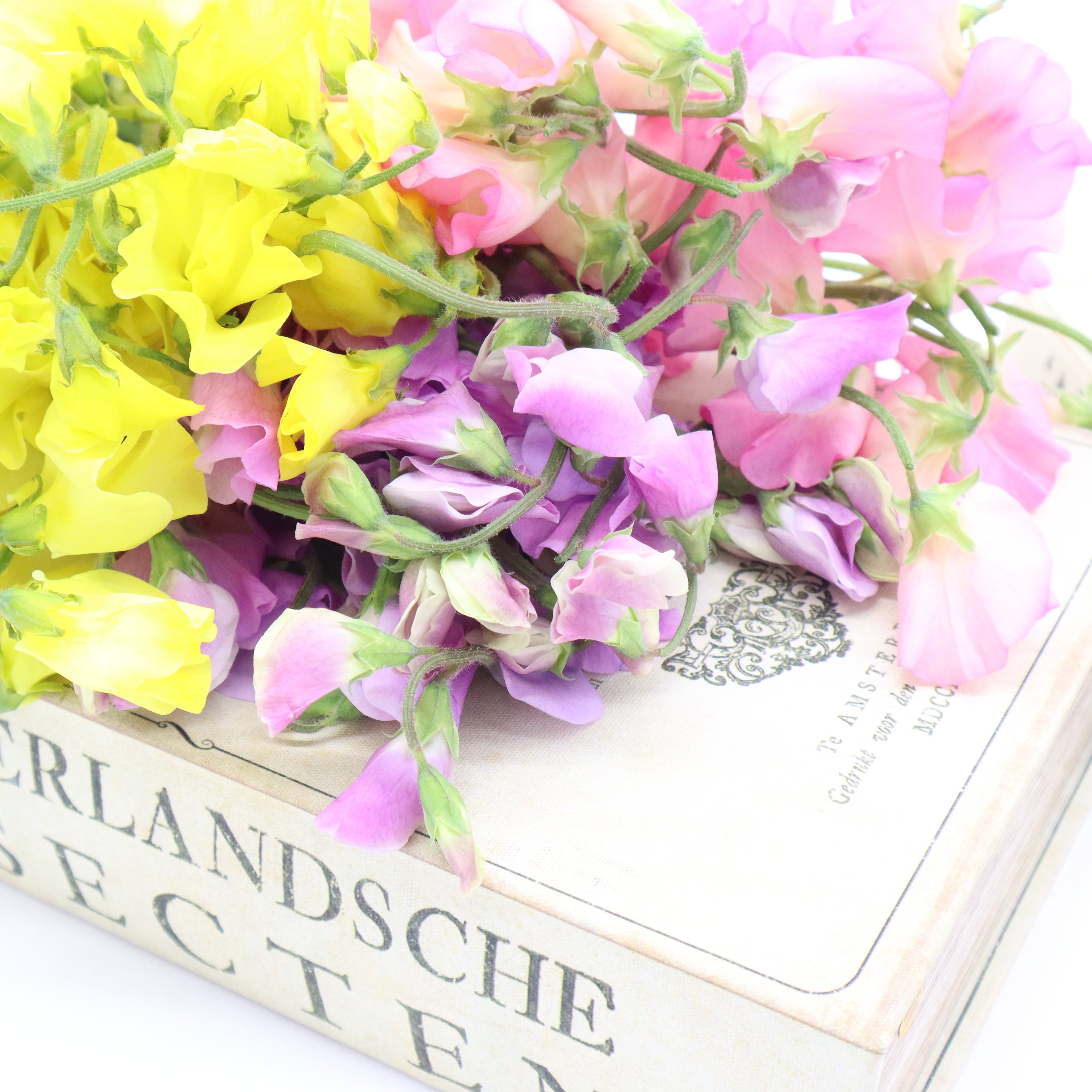 スイートピー 30本〈送料込み〉春色☆パステルカラー☆フラワーロス