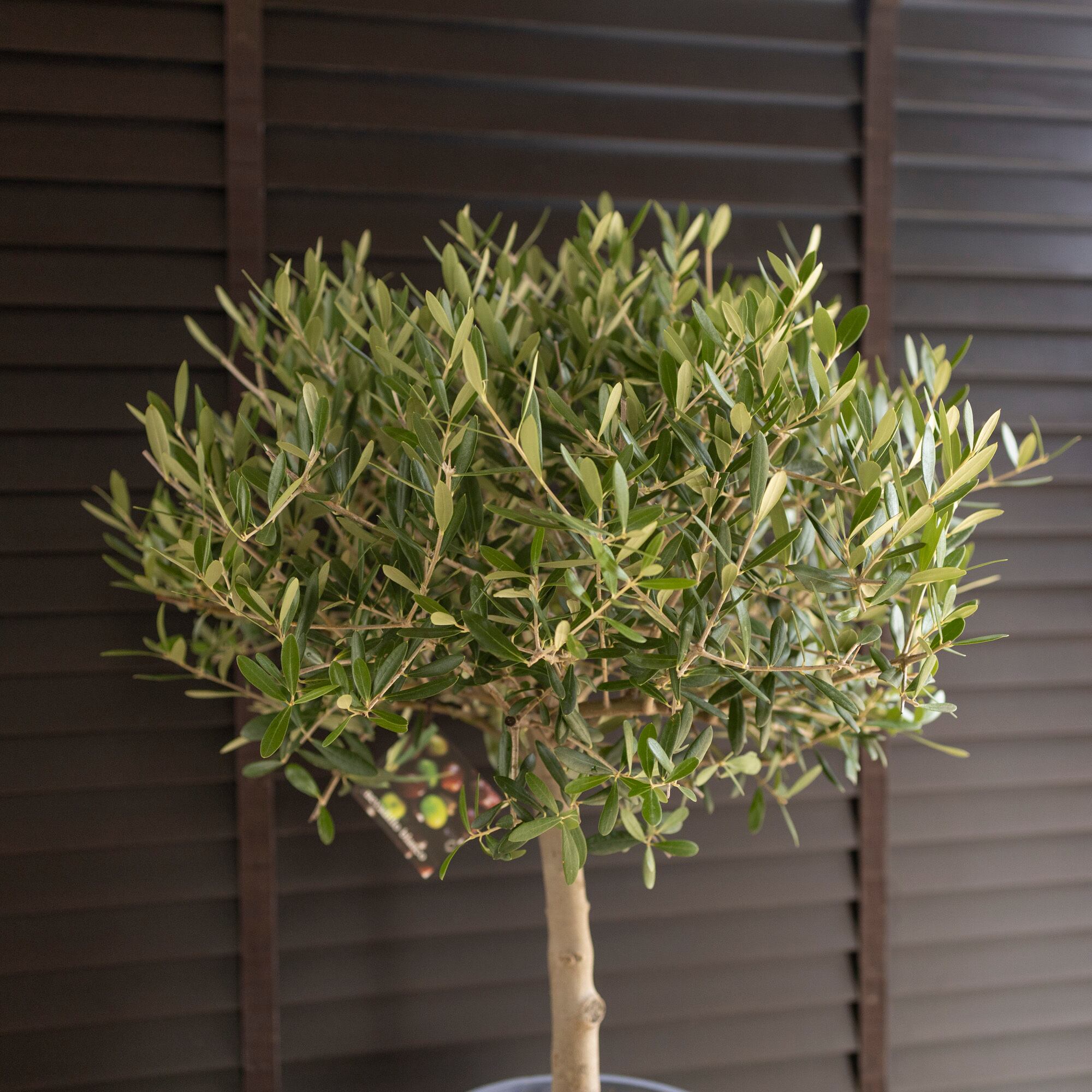 【SOUJU】オリーブ　オリーブの木　ネバディロブランコ　9号鉢　美樹形　極太④ SOUJU】オリーブ オリーブの木 ネバディロブランコ 9号鉢 美樹形