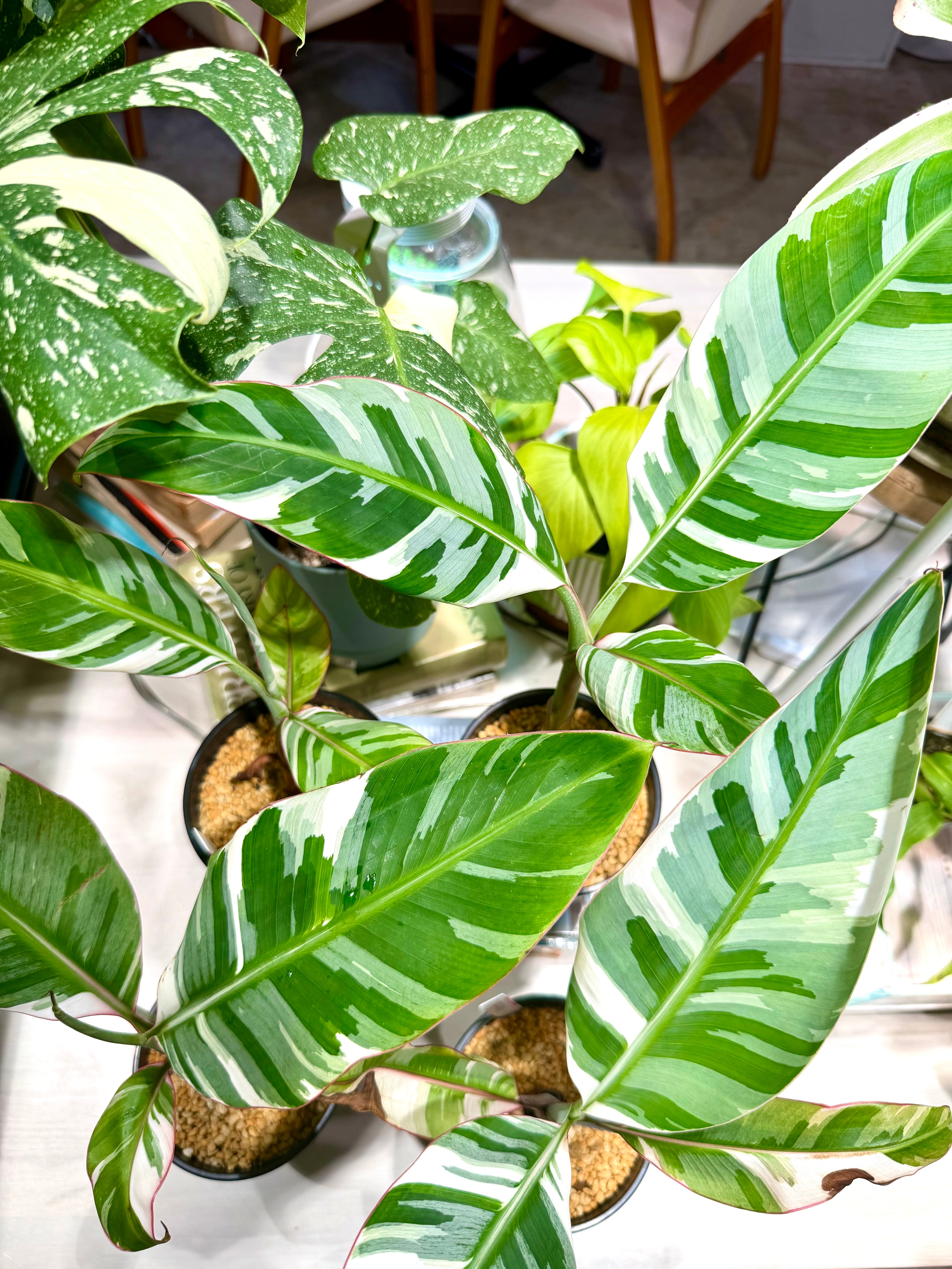 数量限定【超激レア植物D】斑入りのバナナムサアエアエ（ほとんど世に